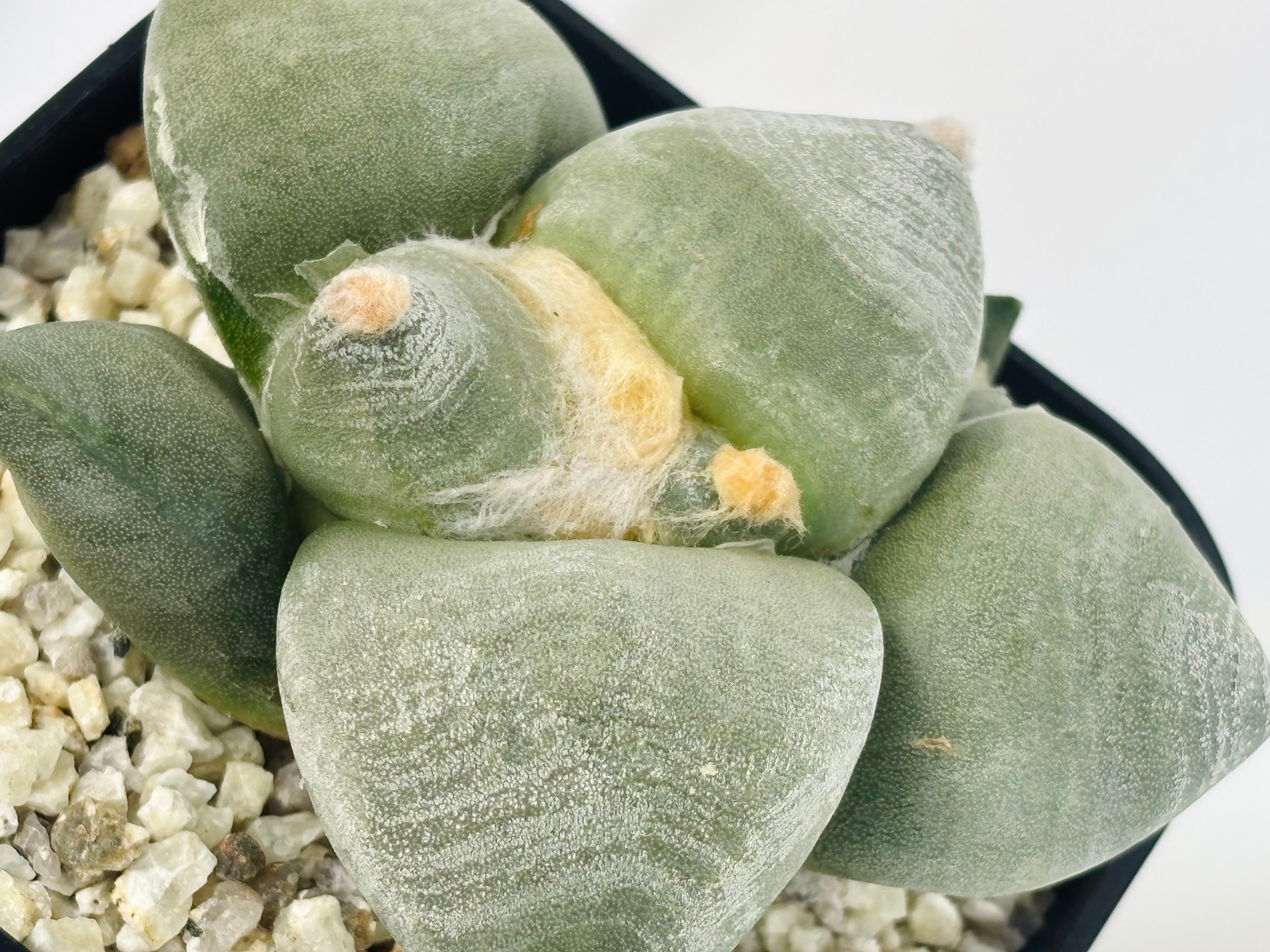 Ariocarpus furfuraceus f. アリオカルプス 大疣青磁牡丹 サボテン
