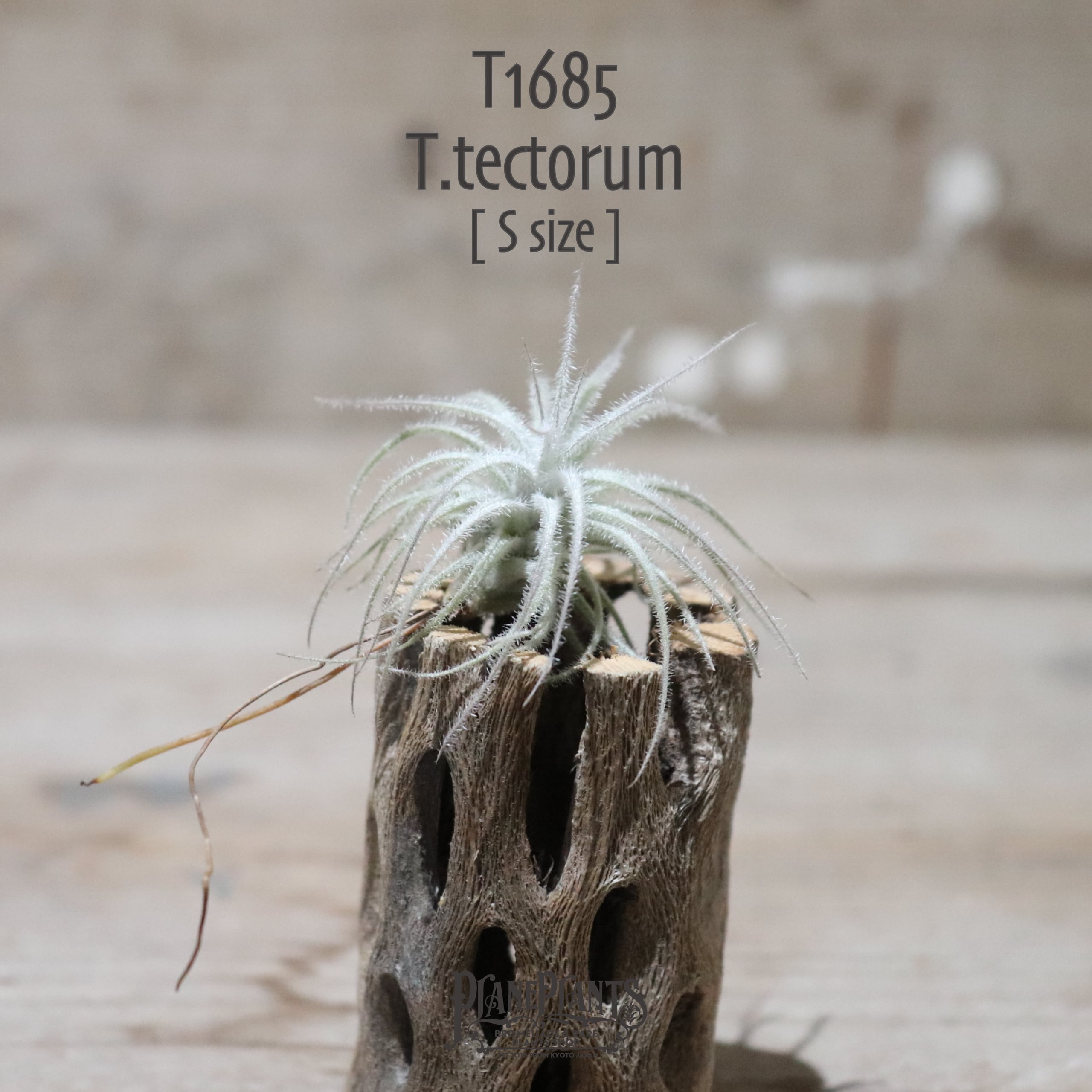 【送料無料】テクトラム S〔エアプランツ〕現品発送T1685