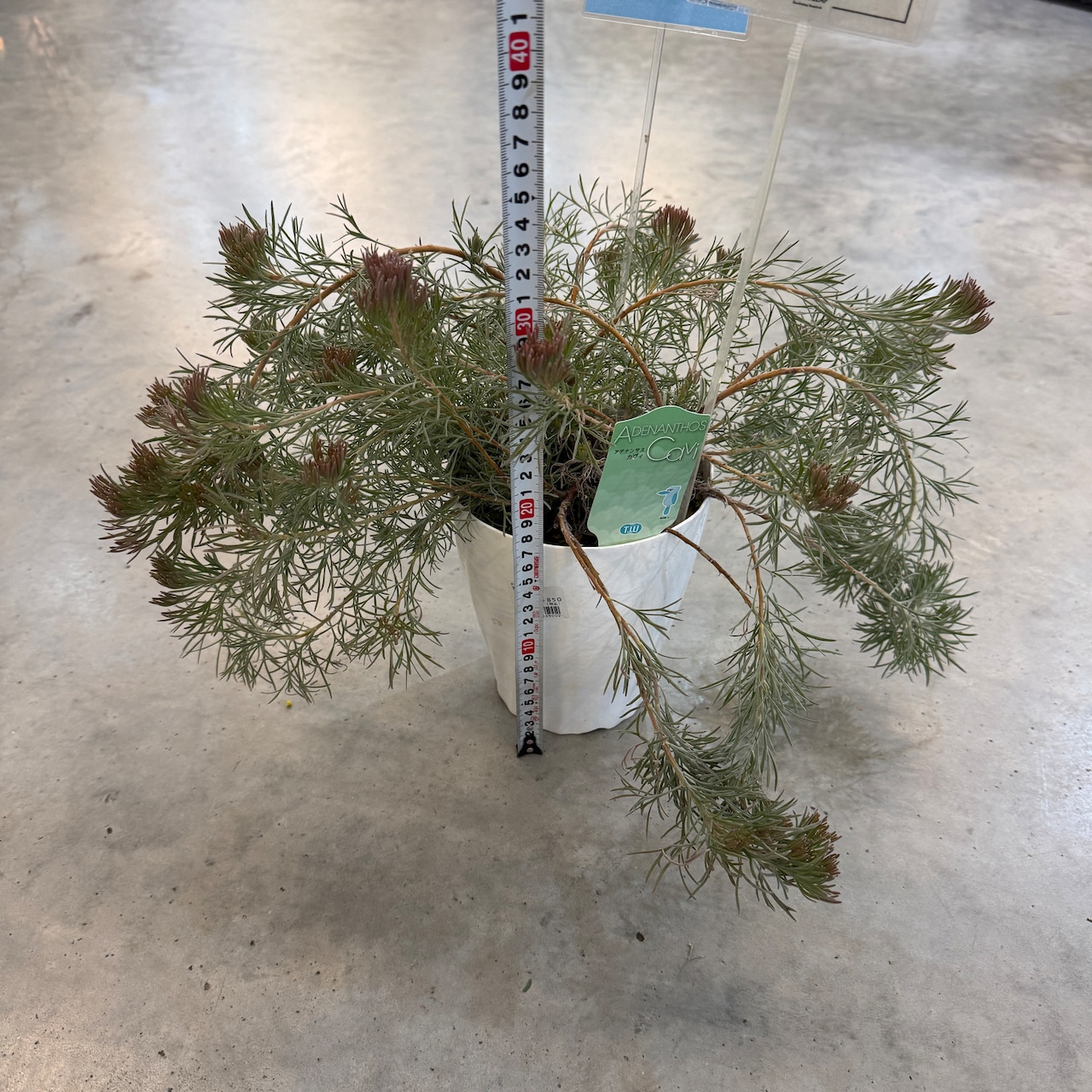 アデナンサス カヴィ【1012】