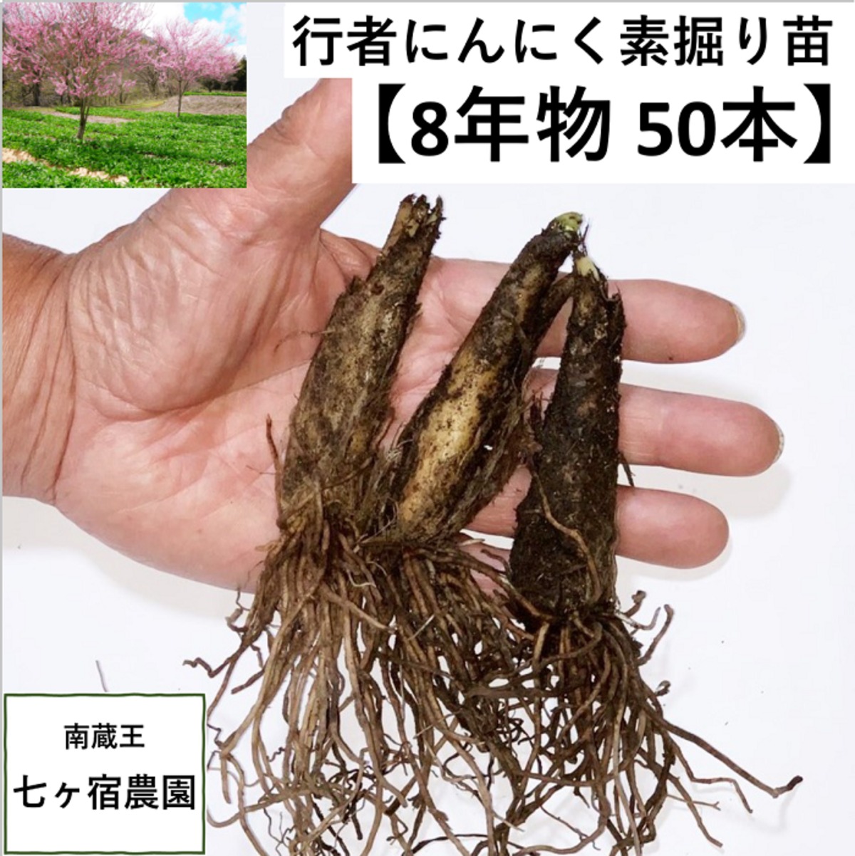 秋苗出荷中！】8年物 50本 行者にんにくの苗根 | 南蔵王 七ヶ宿農園