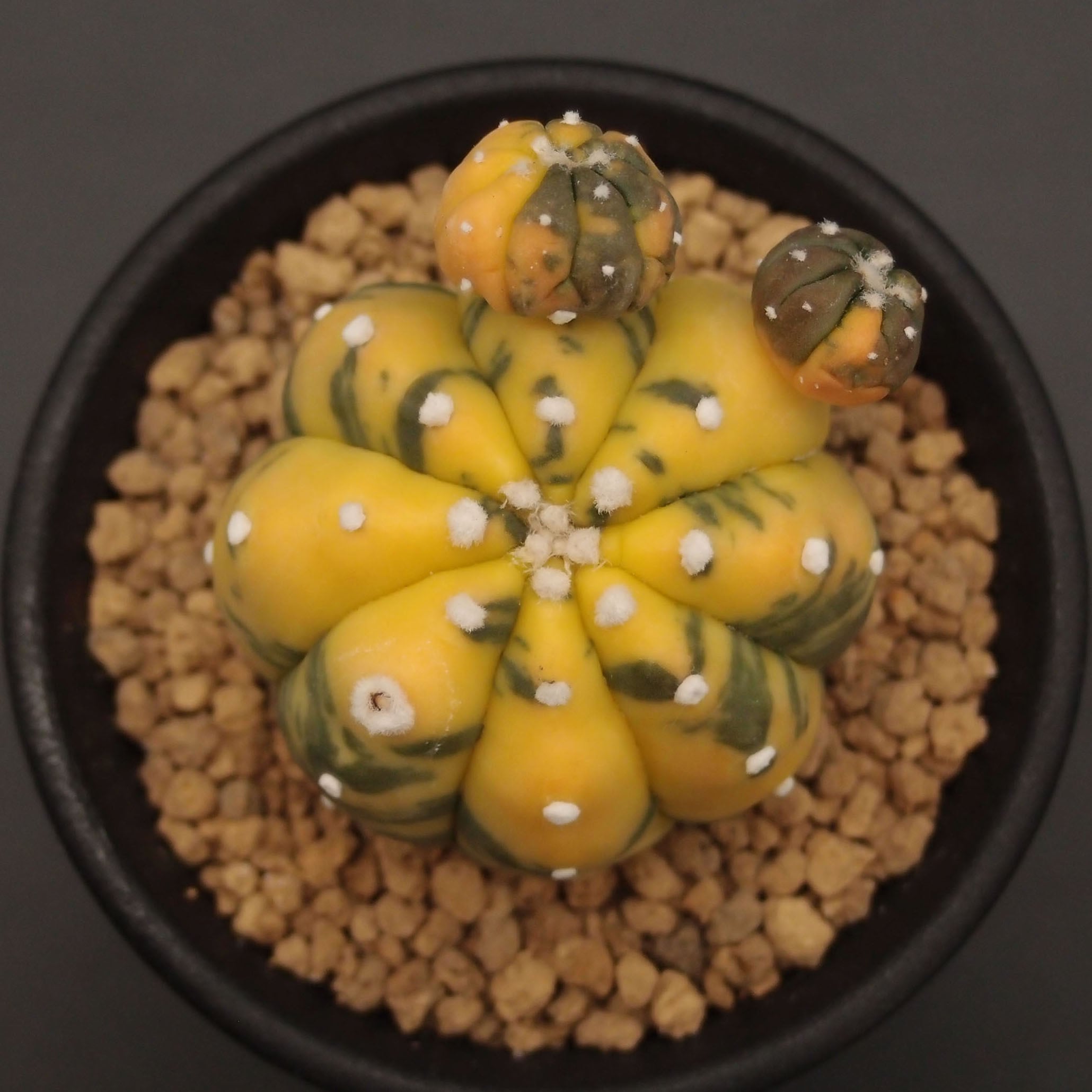 瑠璃兜錦、兜丸錦 | 万緑 BAN RYOKU