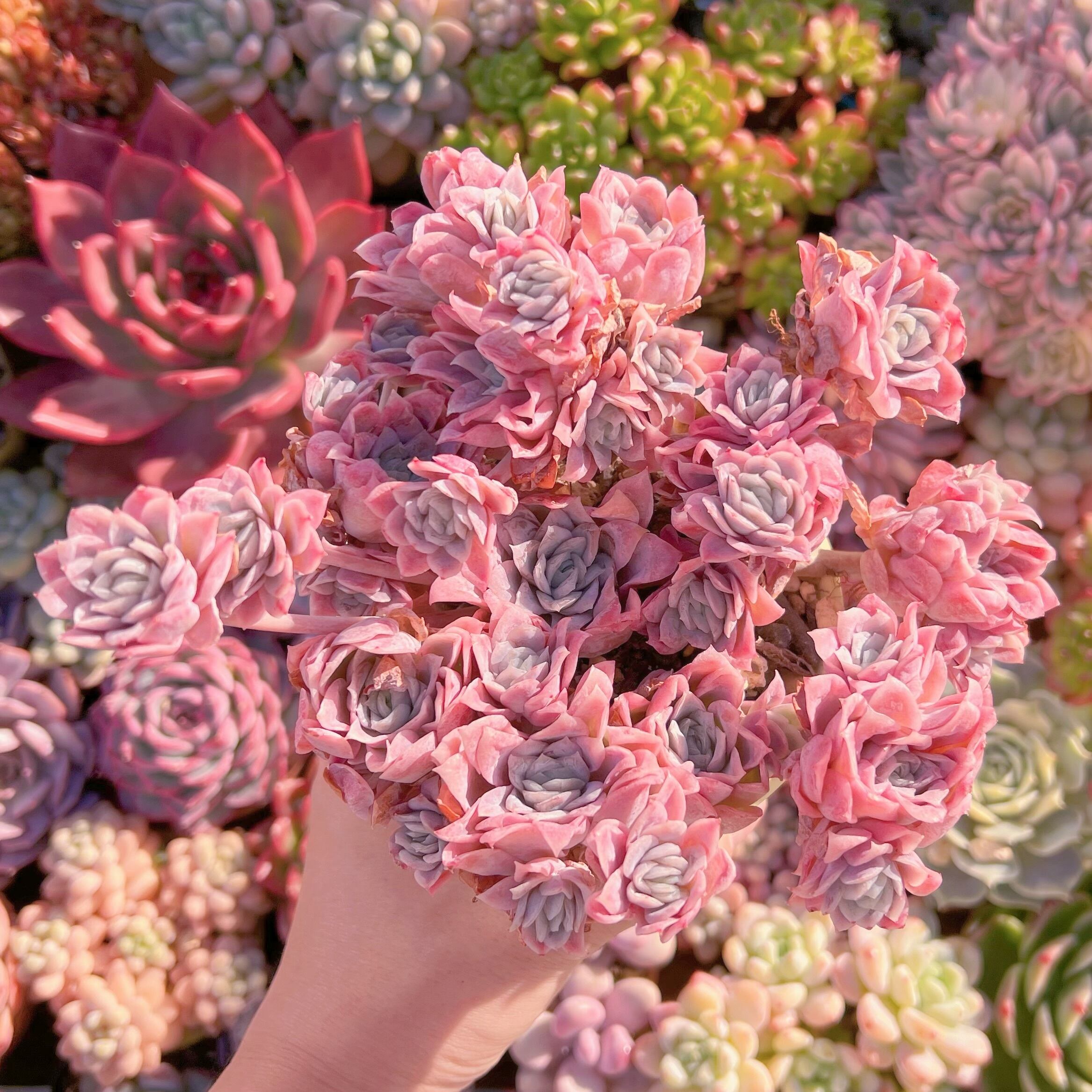 現品　クィーンローズ覆輪錦#800　特大群生　新入荷