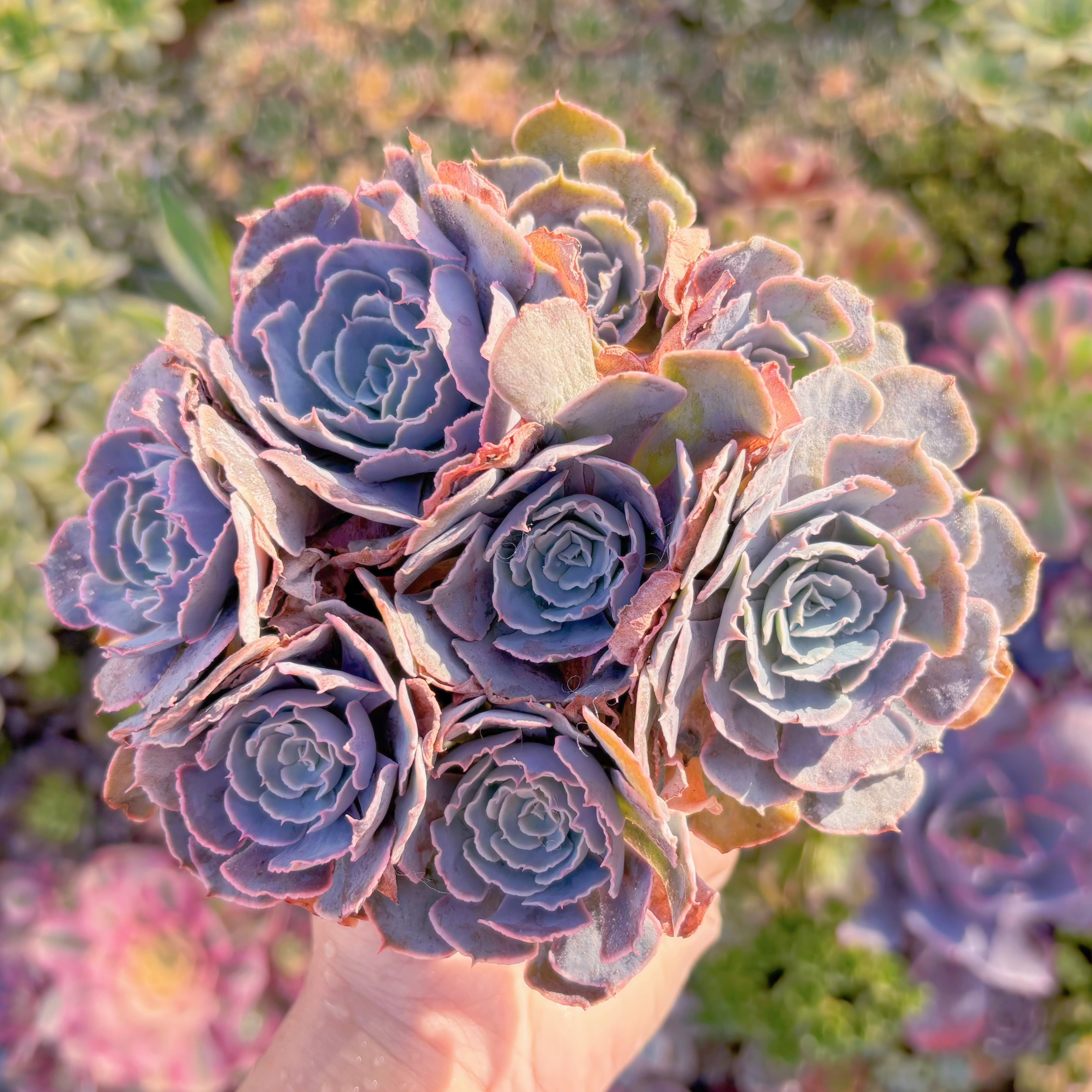 現品　 スワンレイク#K042　大群生　るる農園