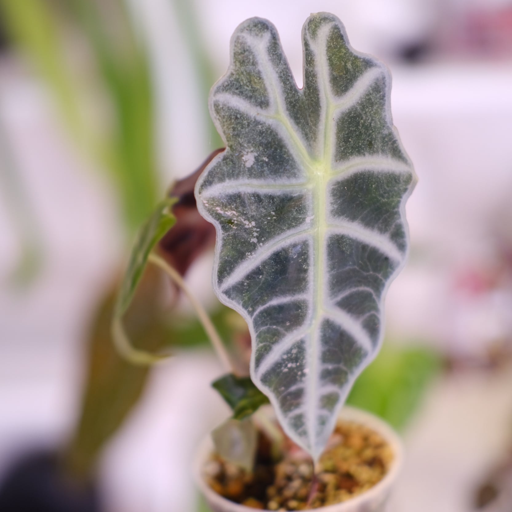 斑入りアロカシア / Premium Alocasia | tokyoplants / 観葉植物専門店