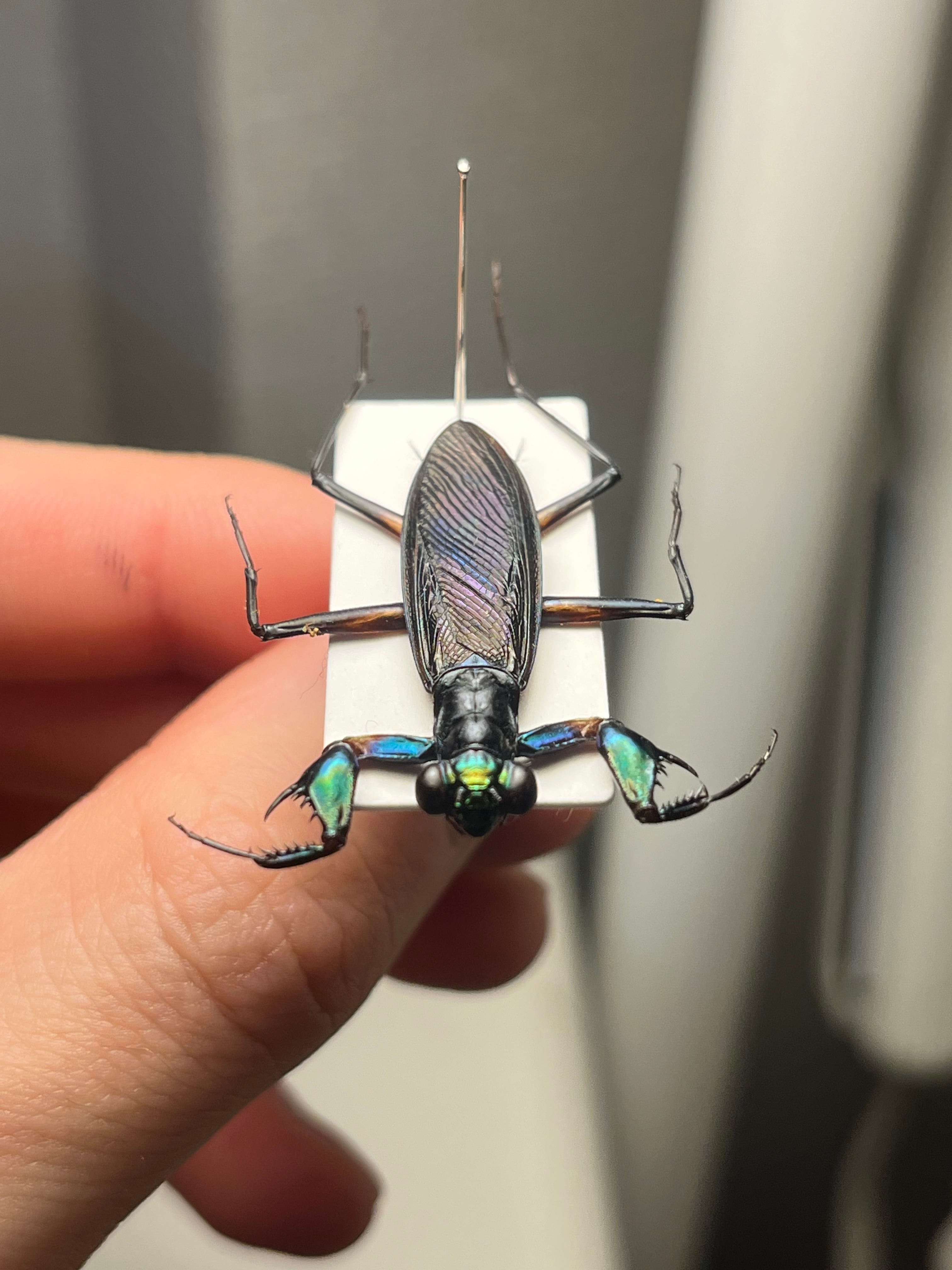 標本】ケンランカマキリ スパイダーマンティスレッドローチ