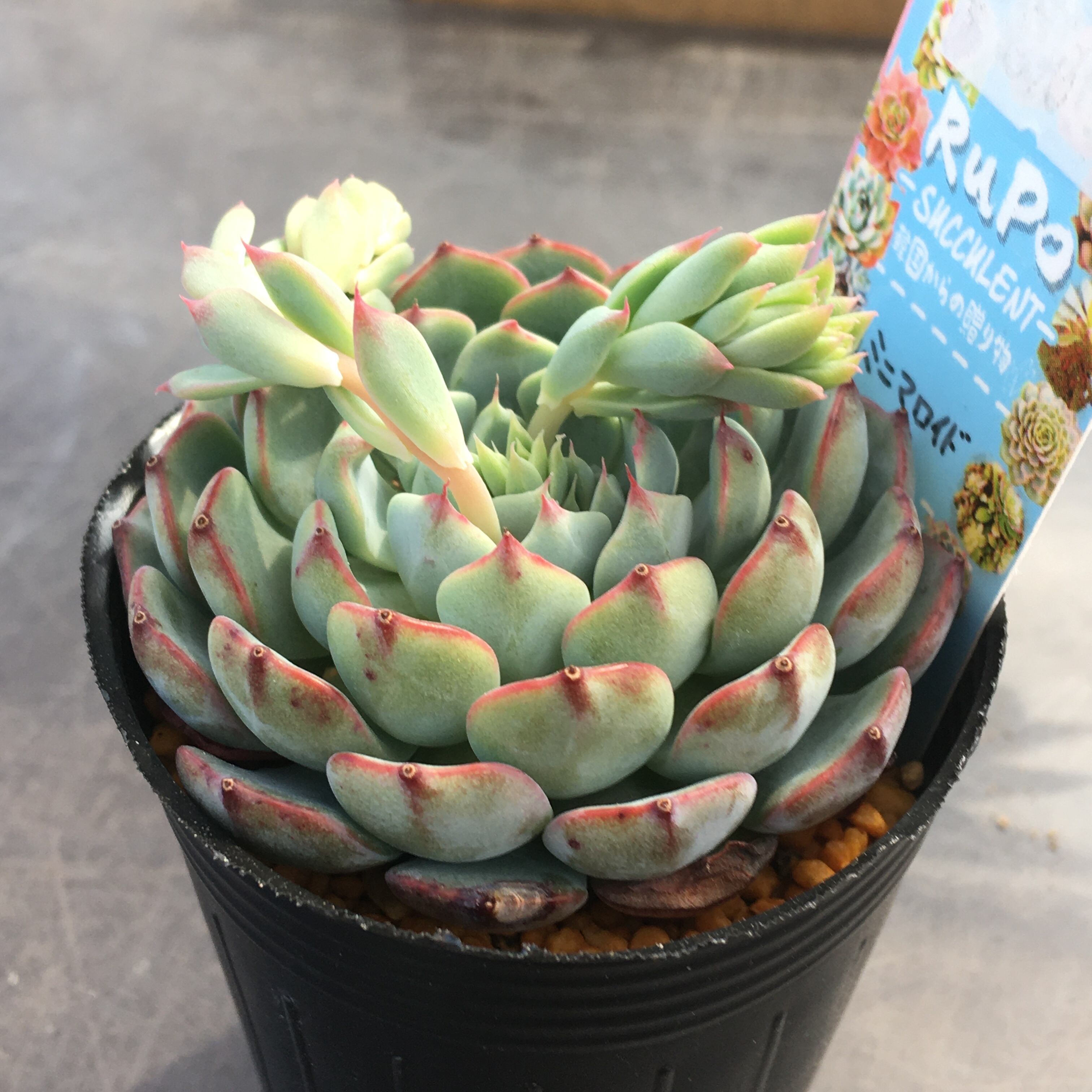 ミニマロイド 韓国苗 | RuPo 多肉植物専門店