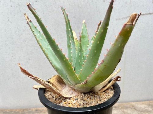 Aloe glauca   アロエ　グラウカ　桜花錦　多肉植物