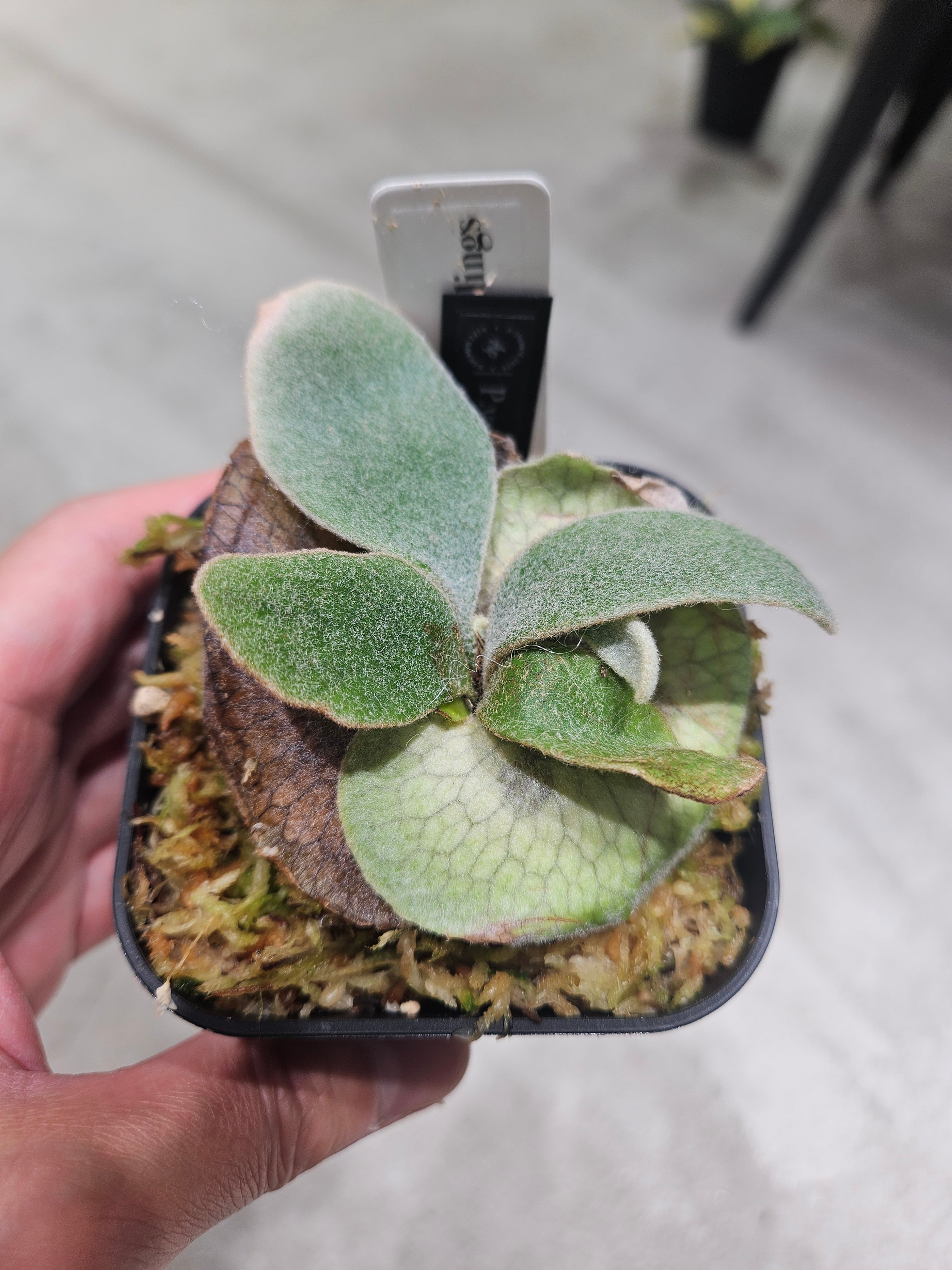 P. veitchii AR #1 (pup) Select 【artPLANTs】 ビカクシダ/コウモリ