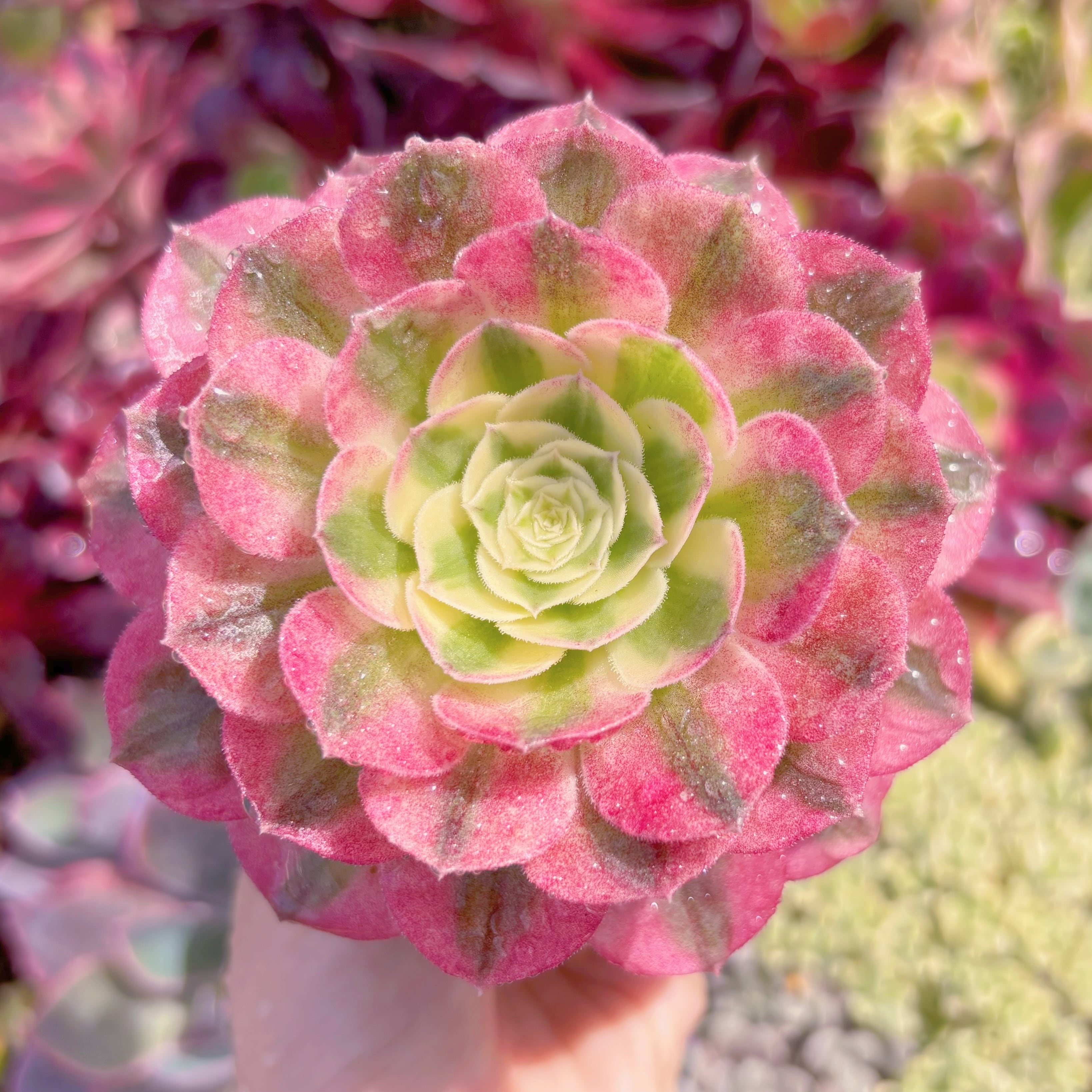 現品　美人鏡錦#931　るる農園