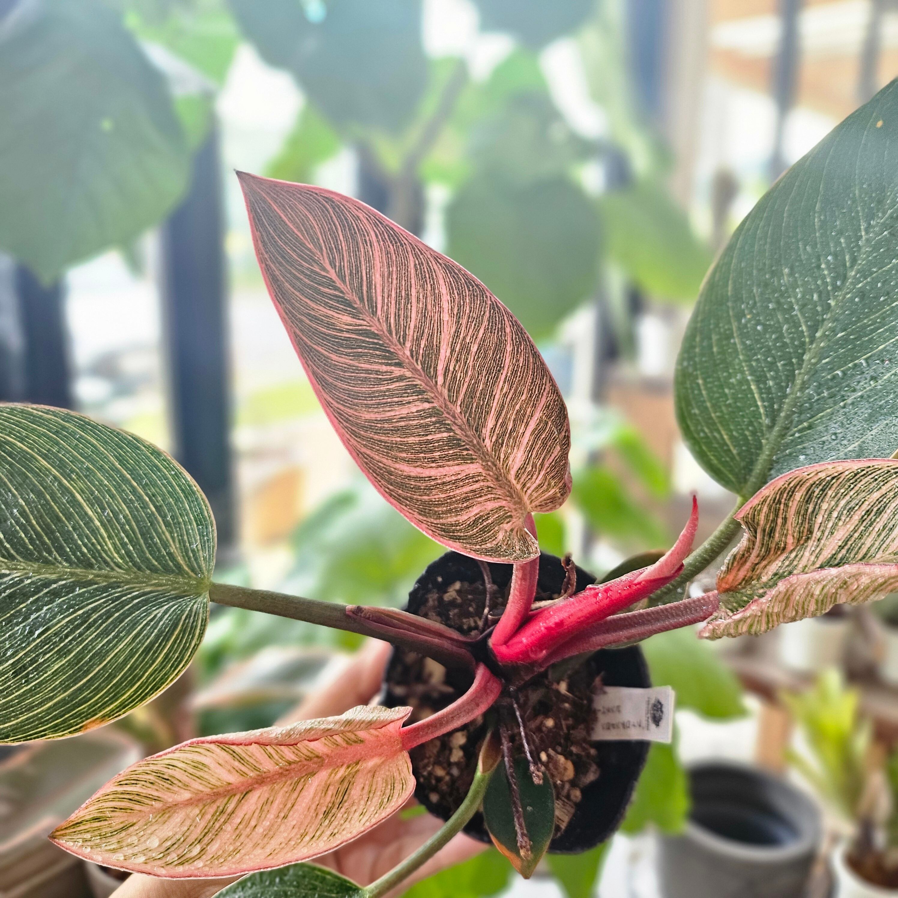 Sansevieria 'Tower Variegated' サンスベリア・タワー 斑入り | Pay ID