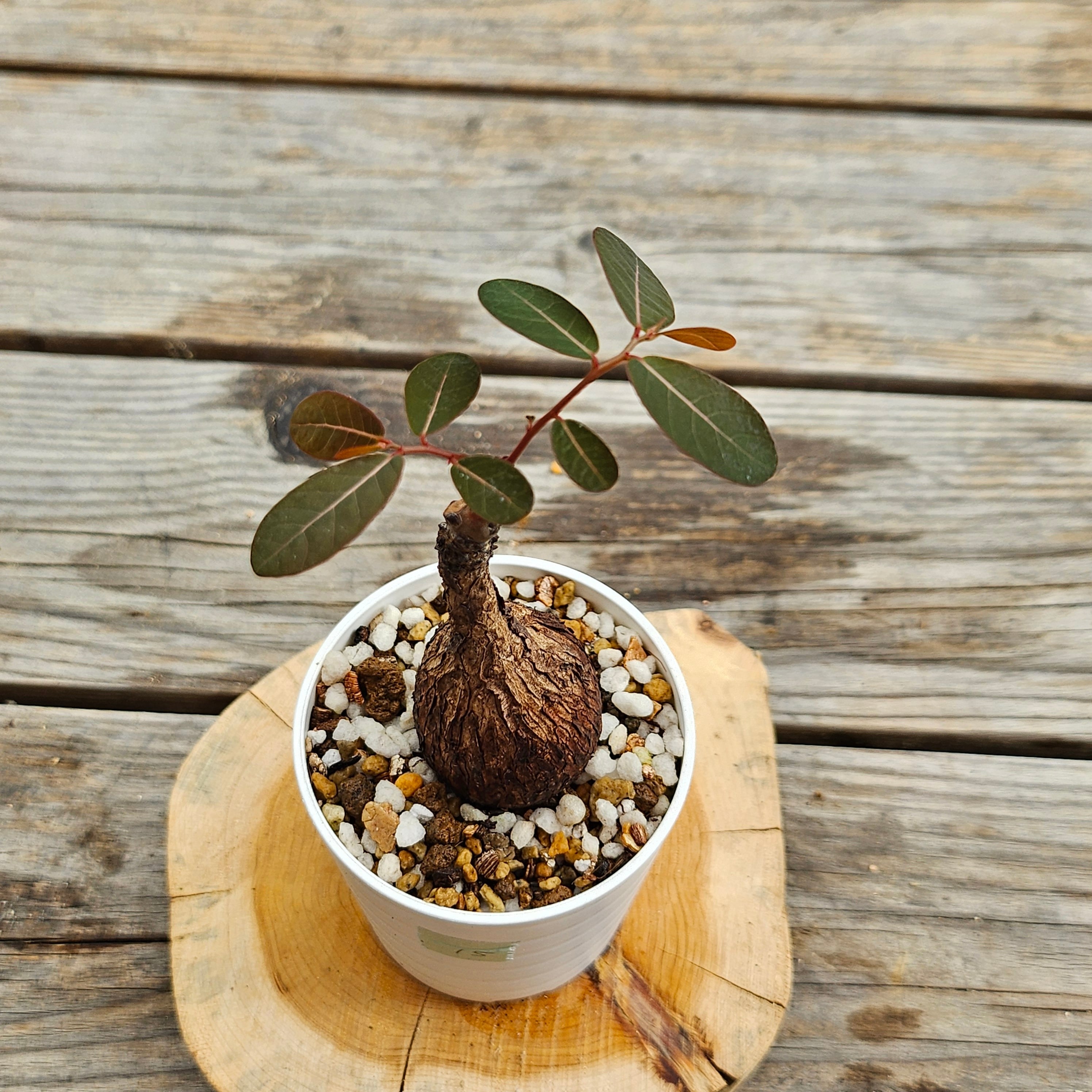 ⑮♡小株♡〚フィランサス・ミラビリス〛Phyllanthus Mirabilis 塊根