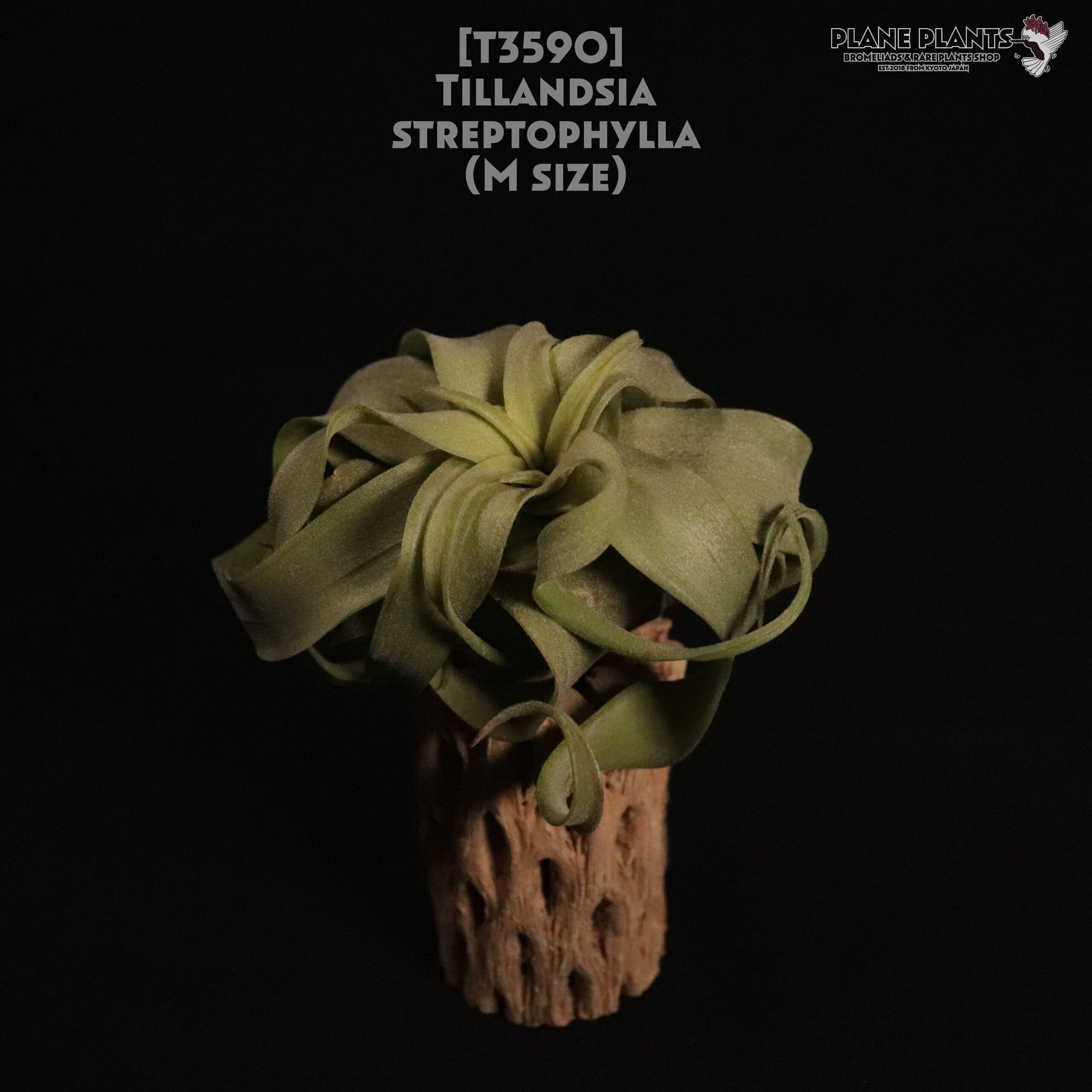 【送料無料】streptophylla M〔エアプランツ〕現品発送T3590