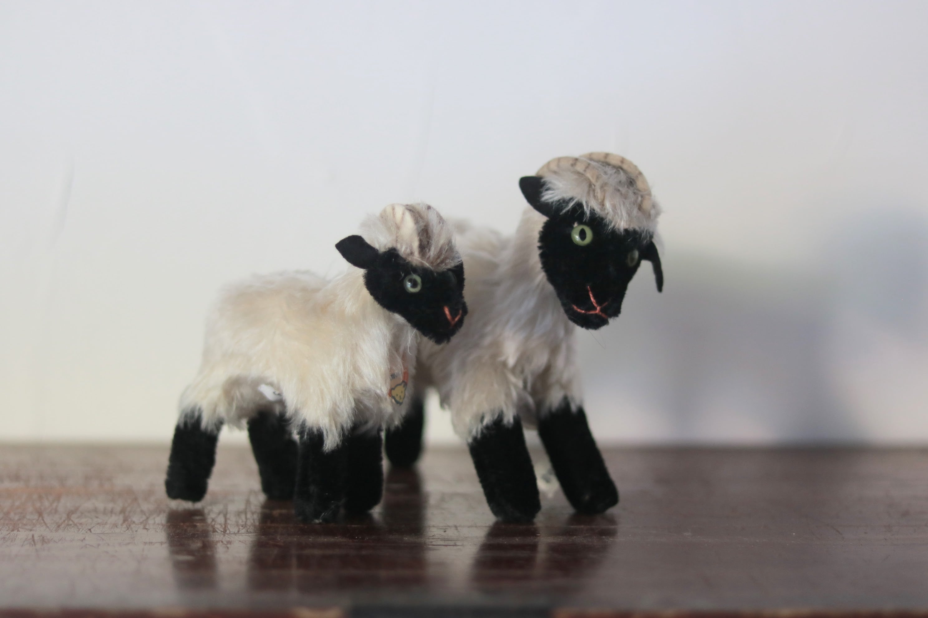 フランス マスタードポット | Commelina kleiner Laden