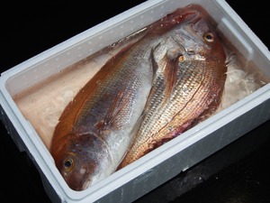 【瀬戸内海の天然真鯛】(約3kg)送料別