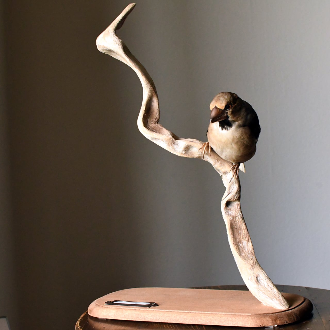 剥製 | ほねとはね ONLINE SHOP