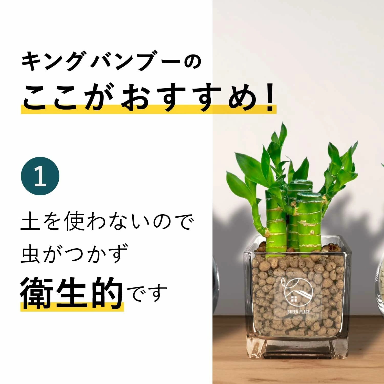 キングバンブー | GREEN PLACE
