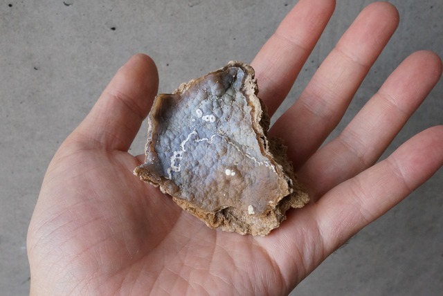 アゲタイズド・コーラル 1　Agatized Coral