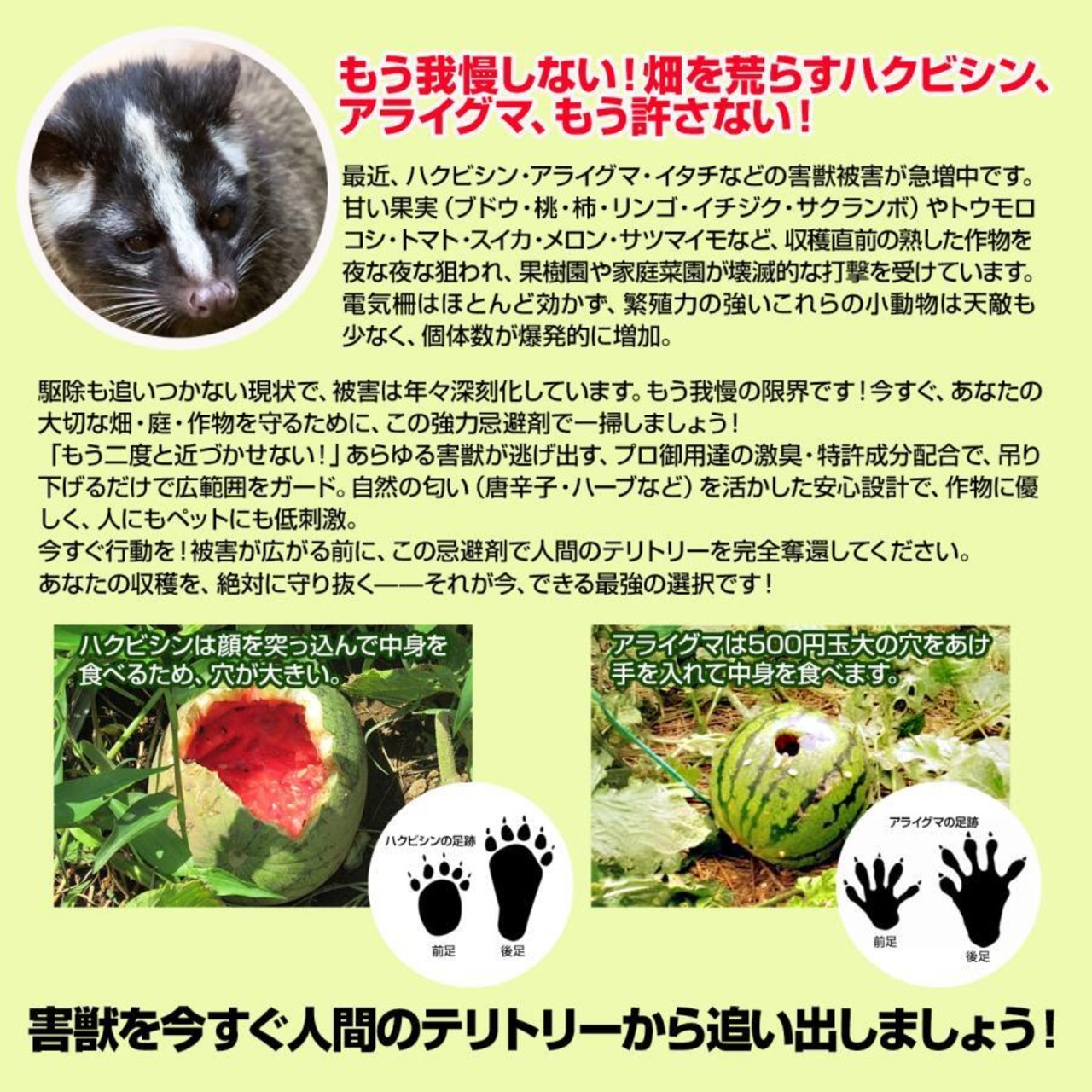 撃退ハクビシン屋外用2026最新版 １００個入 100m用 忌避剤 害獣対策 効果は１年持続 ハクビシン忌避剤 ハクビシンよけ