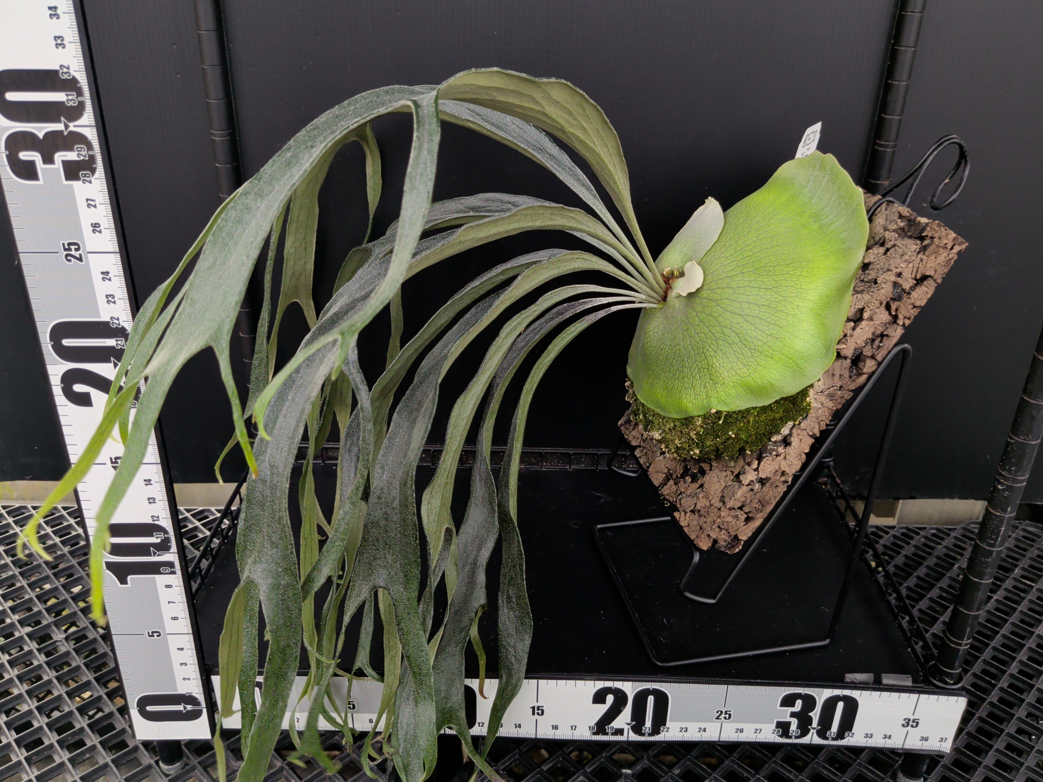 P. Mt. lewis thin & dwarf 'Little kitty' (TC) | 新垣洋らん園