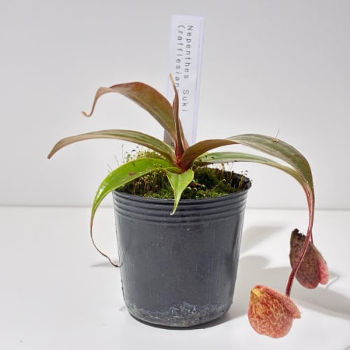 ネペンテス スキー Nepenthes suki