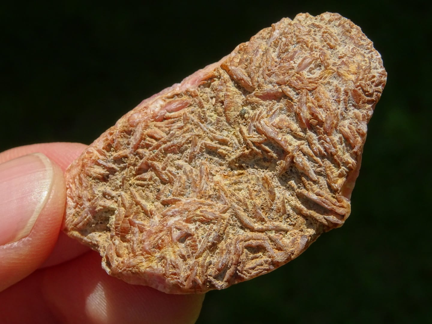 蔵出し✨アルゼンチン産インカローズSA　粒売り インカローズ（アルゼンチン産、High Quality） ~女神のインカ