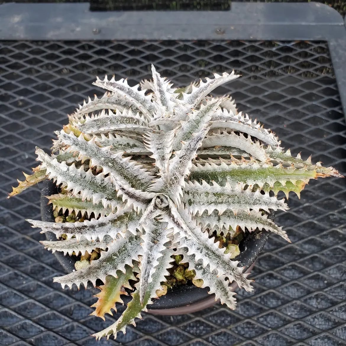 レアプランツ通販サイトPlants Maniax（プランツ・マニアックス）