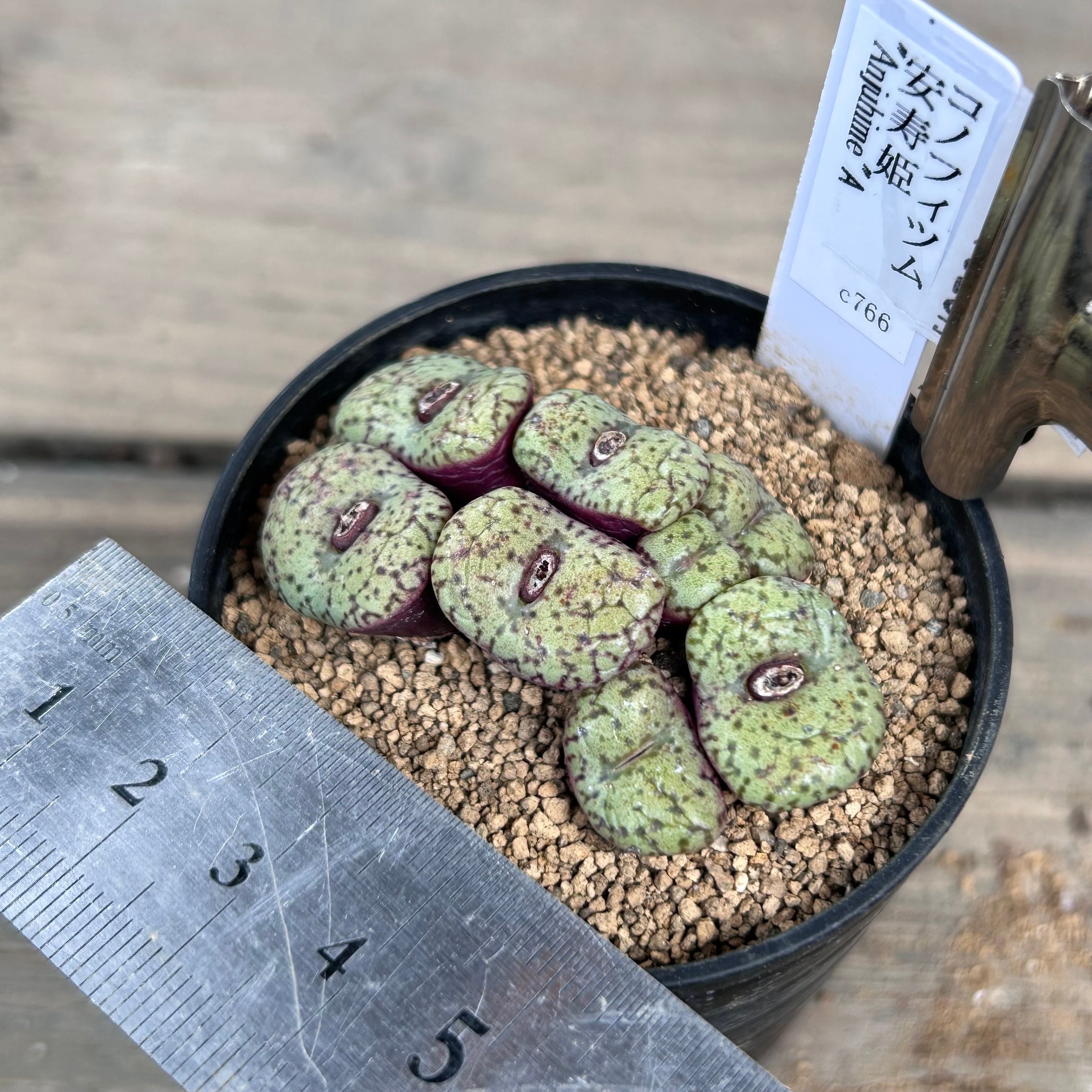 コノフィツム 安寿姫 | RuPo 多肉植物専門店