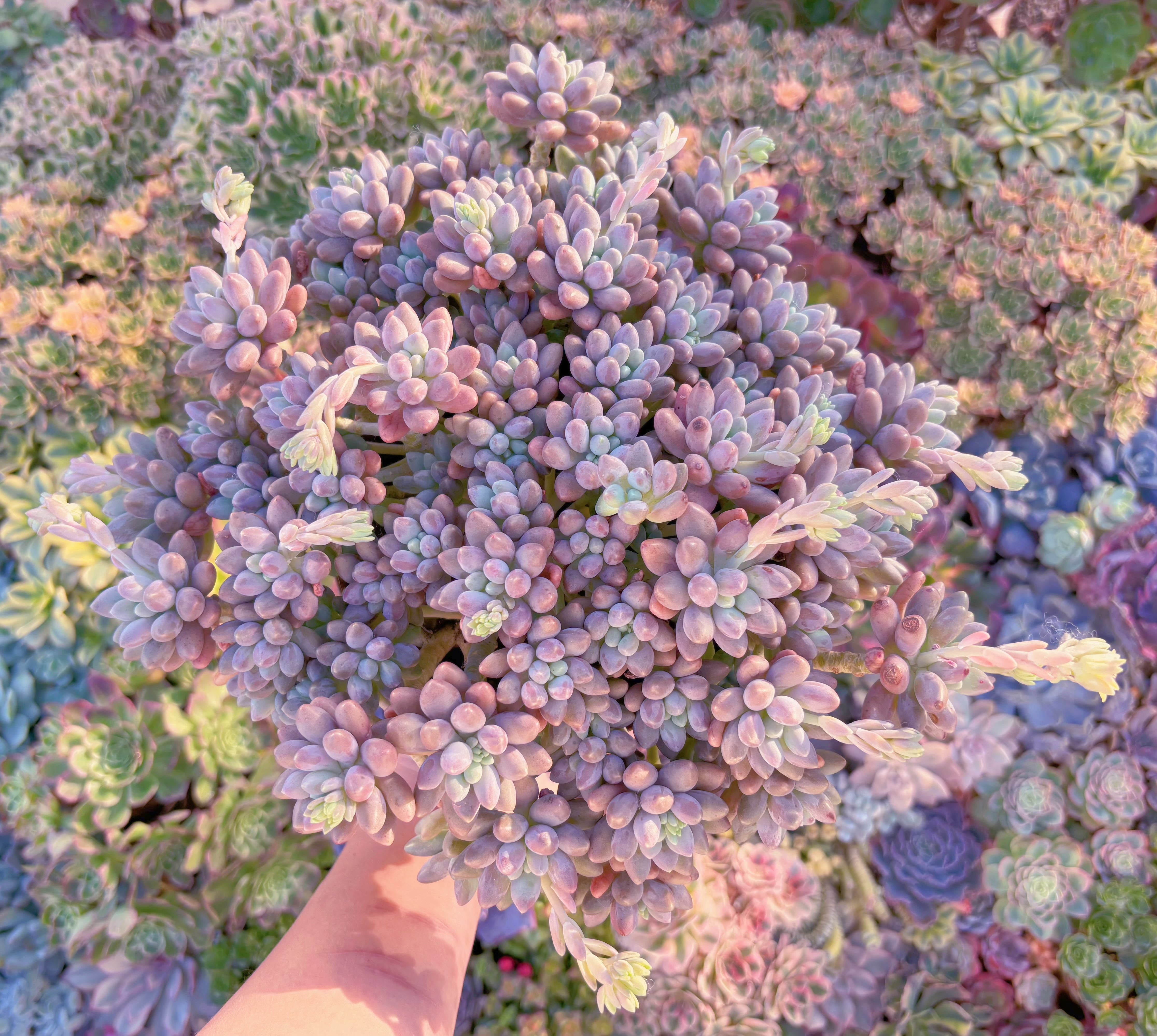 現品　エクスパトリマータxクレムネリア#F079　特特大群生　在庫僅少　新入荷　るる農園