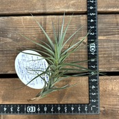 チランジア　アラウジェイ　パープルスター【1094】