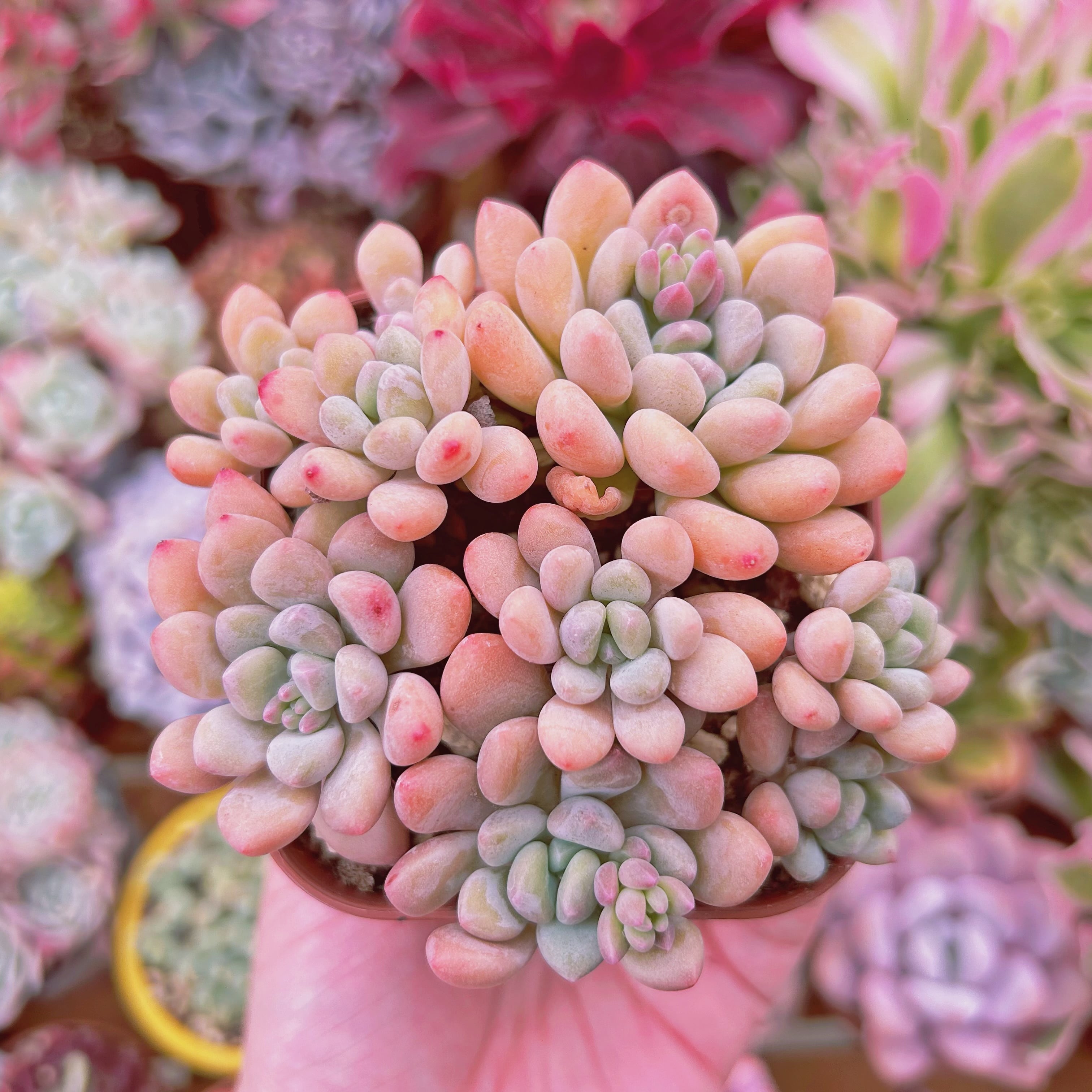 #805現物　多肉植物　 ラブリーディア　