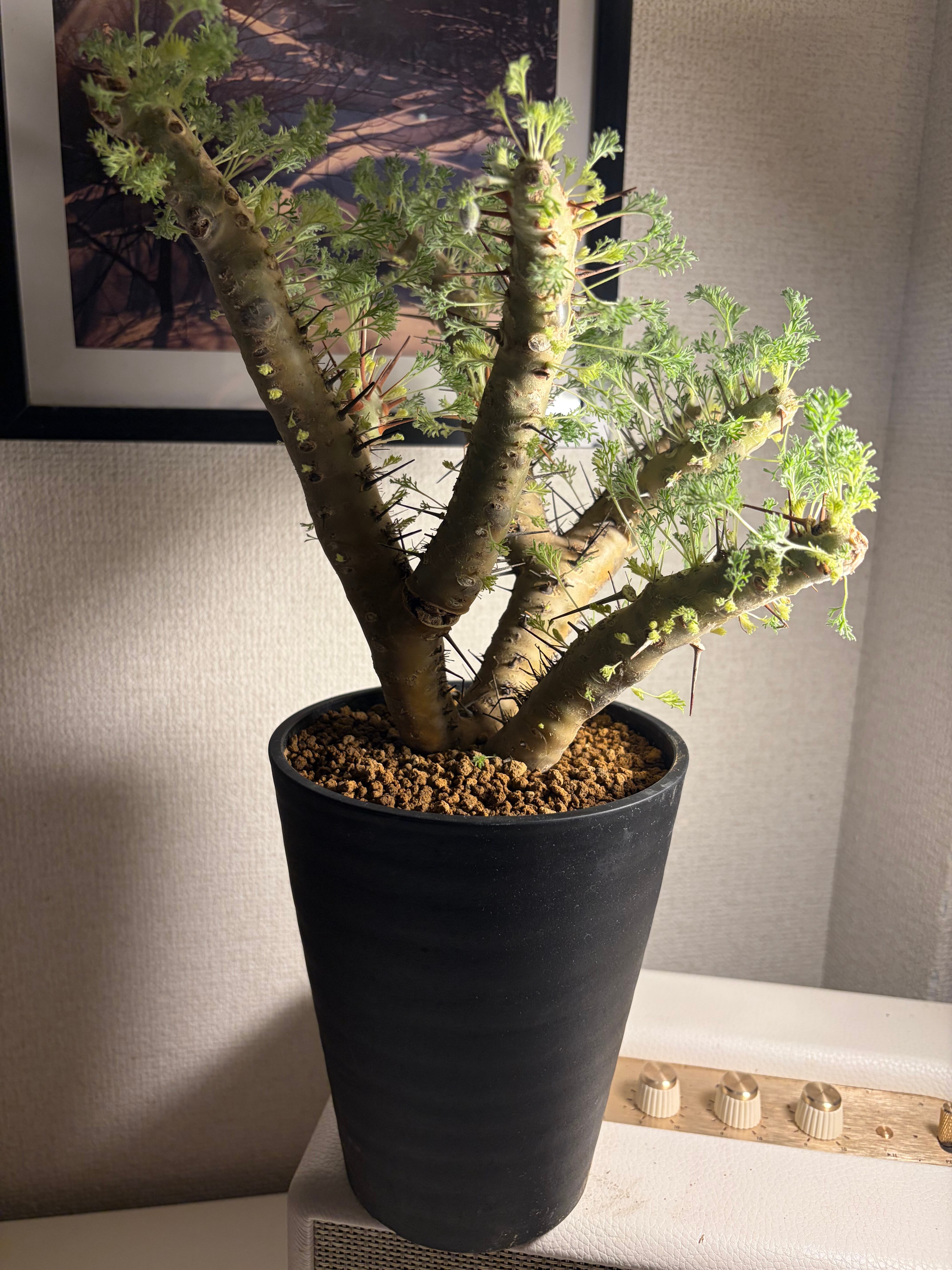 モンソニア クラシカウレ 塊根植物 コミフォラ ケラリア フォークイ