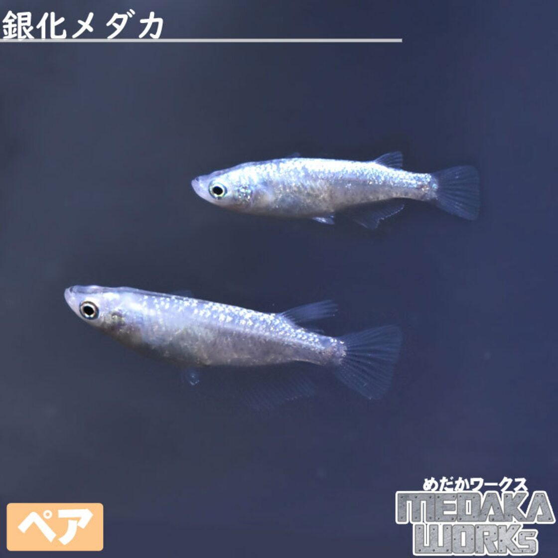 銀化(ぎんげ)メダカ【ペア】めだか 成魚 観賞魚 淡水魚 飼育 