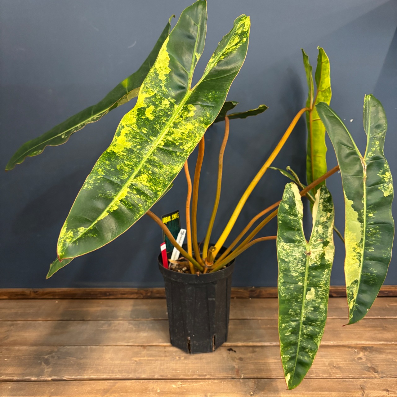 【BASE抽選販売(限定価格)】フィロデンドロン　ビレッティアエ　斑入り