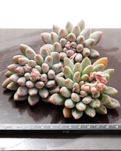 カット苗 ピンクアイボリー Echeveria 'Pink Ivory'