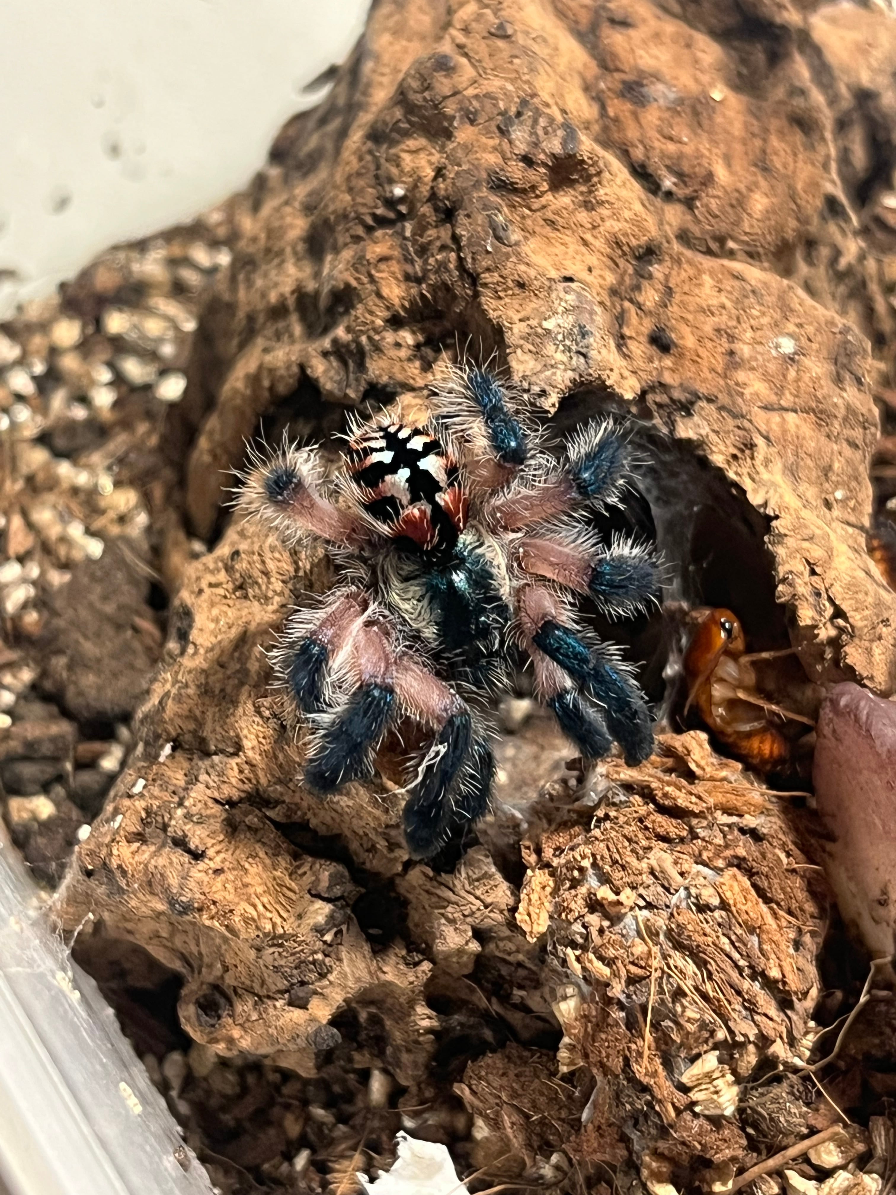 生体】Typhochlaena seladonia ブラジリアンジュエルタランチュラLS3cm