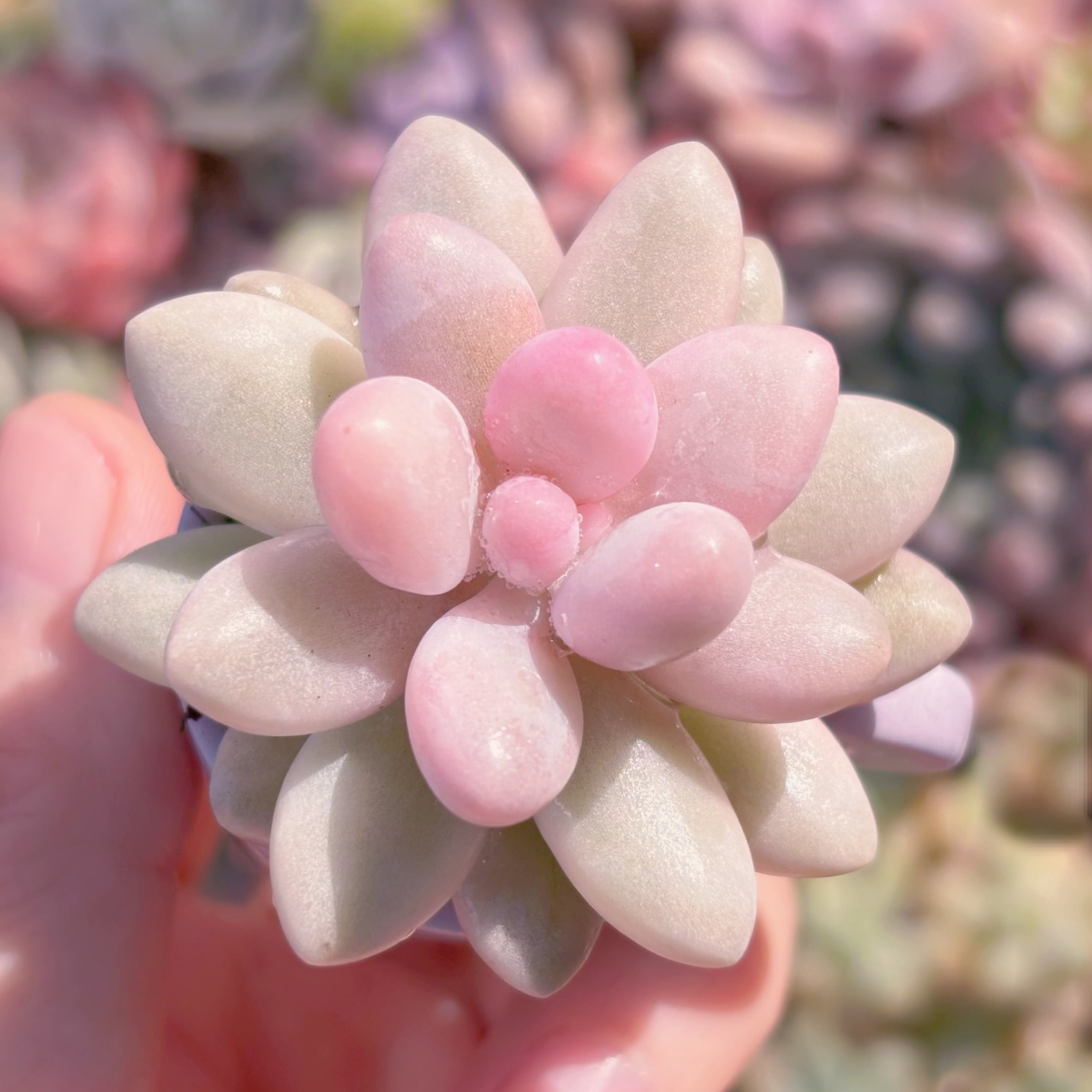 多肉植物 湯園錦 新入荷 るる農園 | るる農園~多肉植物専門