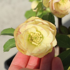 WS26-083 クリスマスローズ ウィンターシンフォニー イエローふんわりクレオンダブル