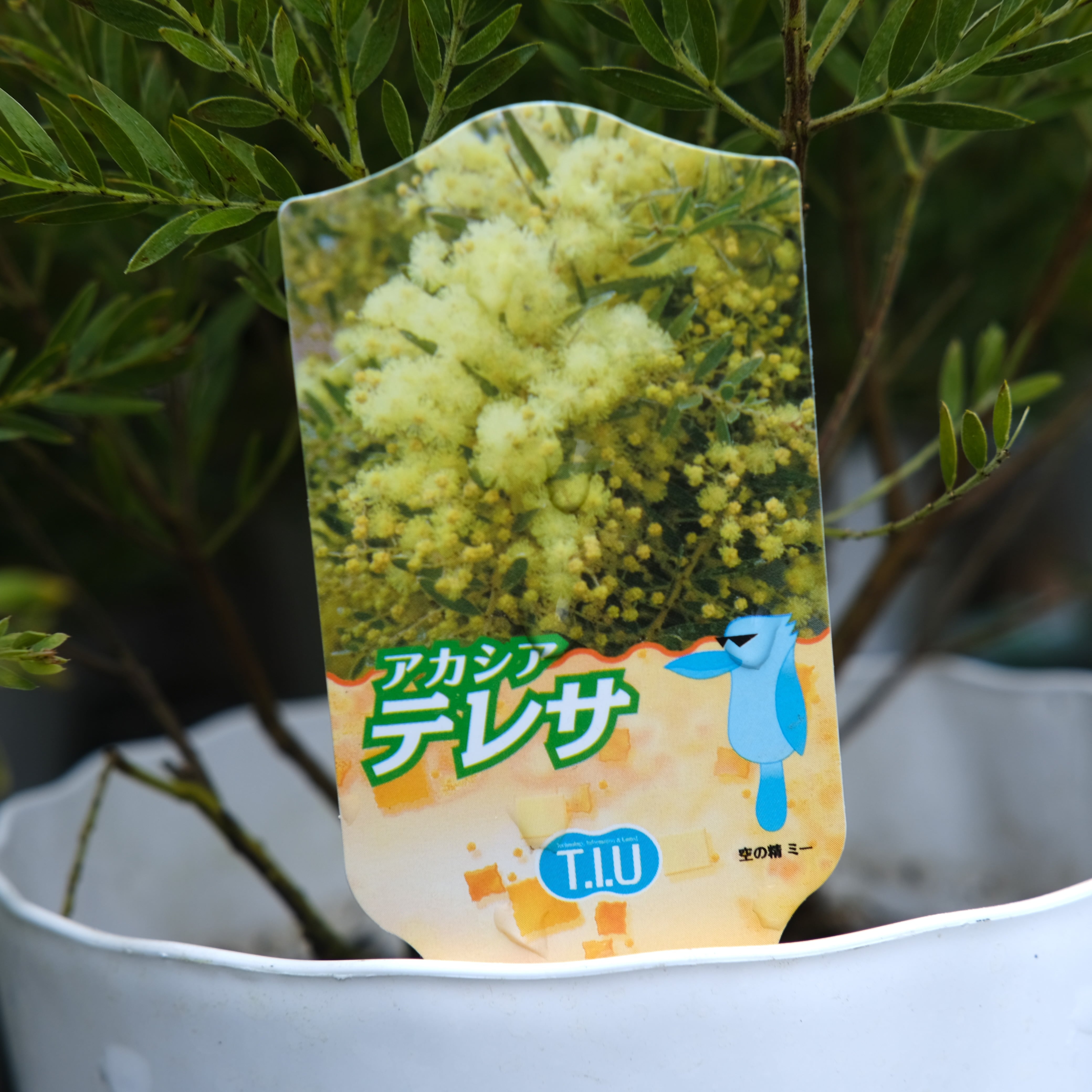 アカシアテレサ アカシア テレサ | To.r 植物店