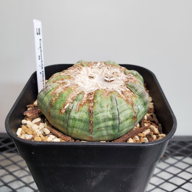 【イレギュラータイプ】Euphorbia Obesa ユーフォルビア オベサ