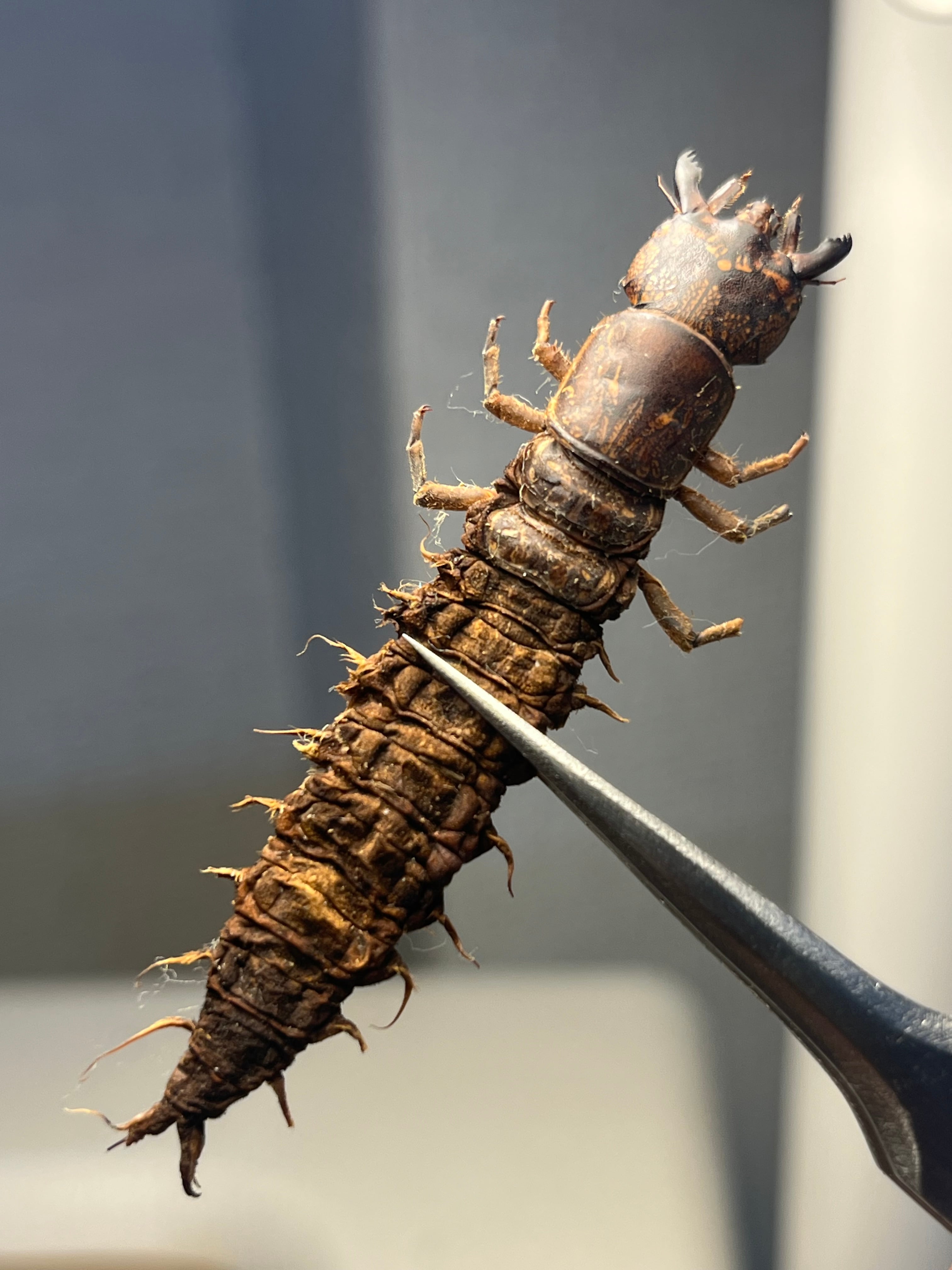 ミドル】シリキレグモ トラップドアスパイダー タランチュラ ムカデ