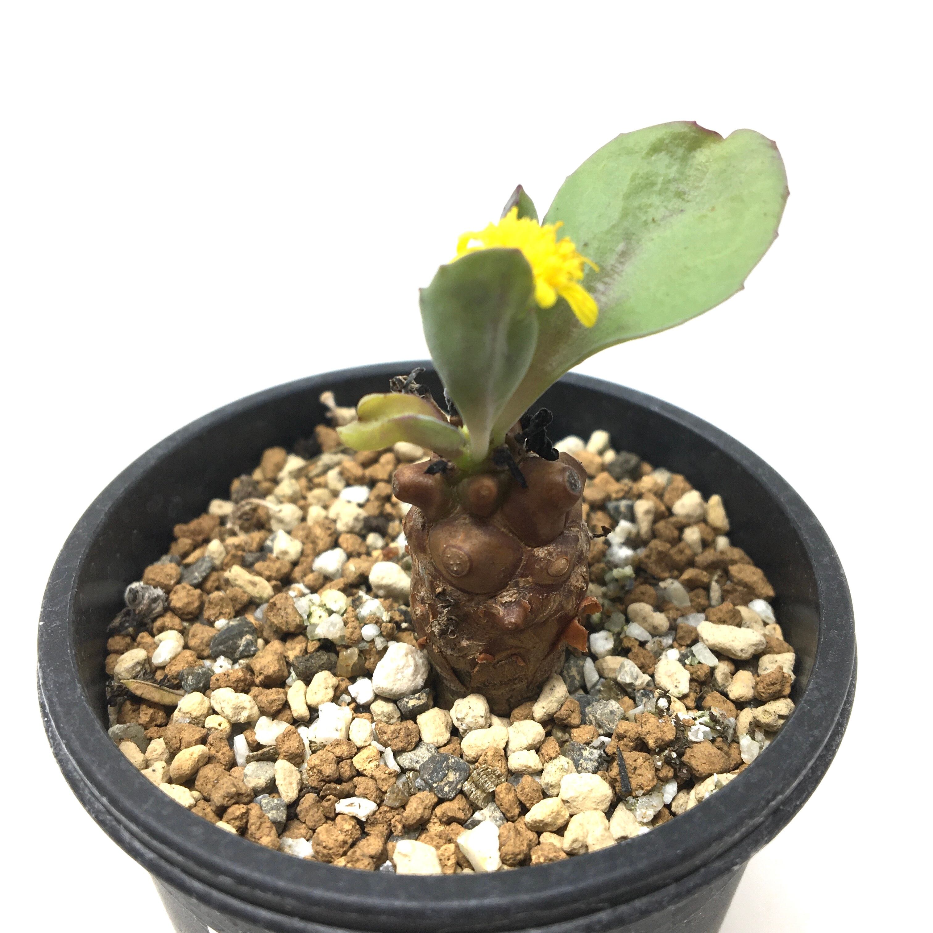 モンソニア ムルチフィダ Monsonia multifida モンソニア ムルチフィダ Monsonia multifida