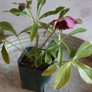 クリスマスローズ　 ハイブリッド八重咲き　ローズ　宿根草　庭、花壇にオススメ　寒さに強い　切花にも使える　