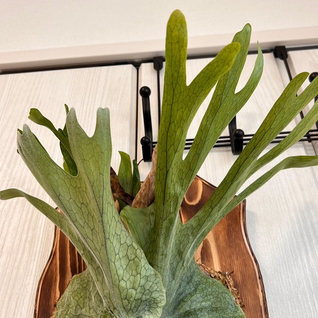 ビカクシダ グランデ 板付 【観葉植物 壁掛け コウモリラン】