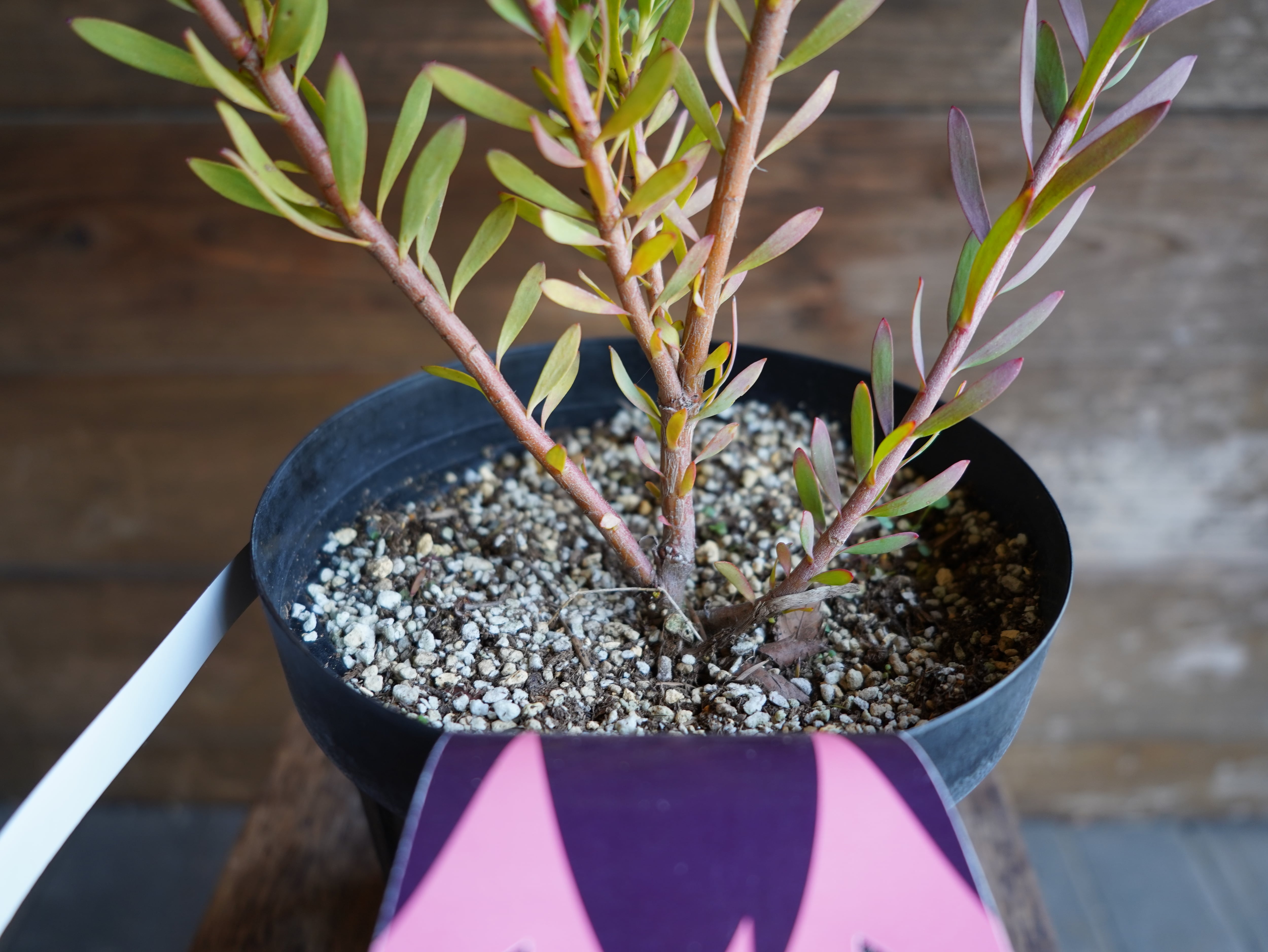 【現物】リューカデンドロン ”Red Devil” 6号