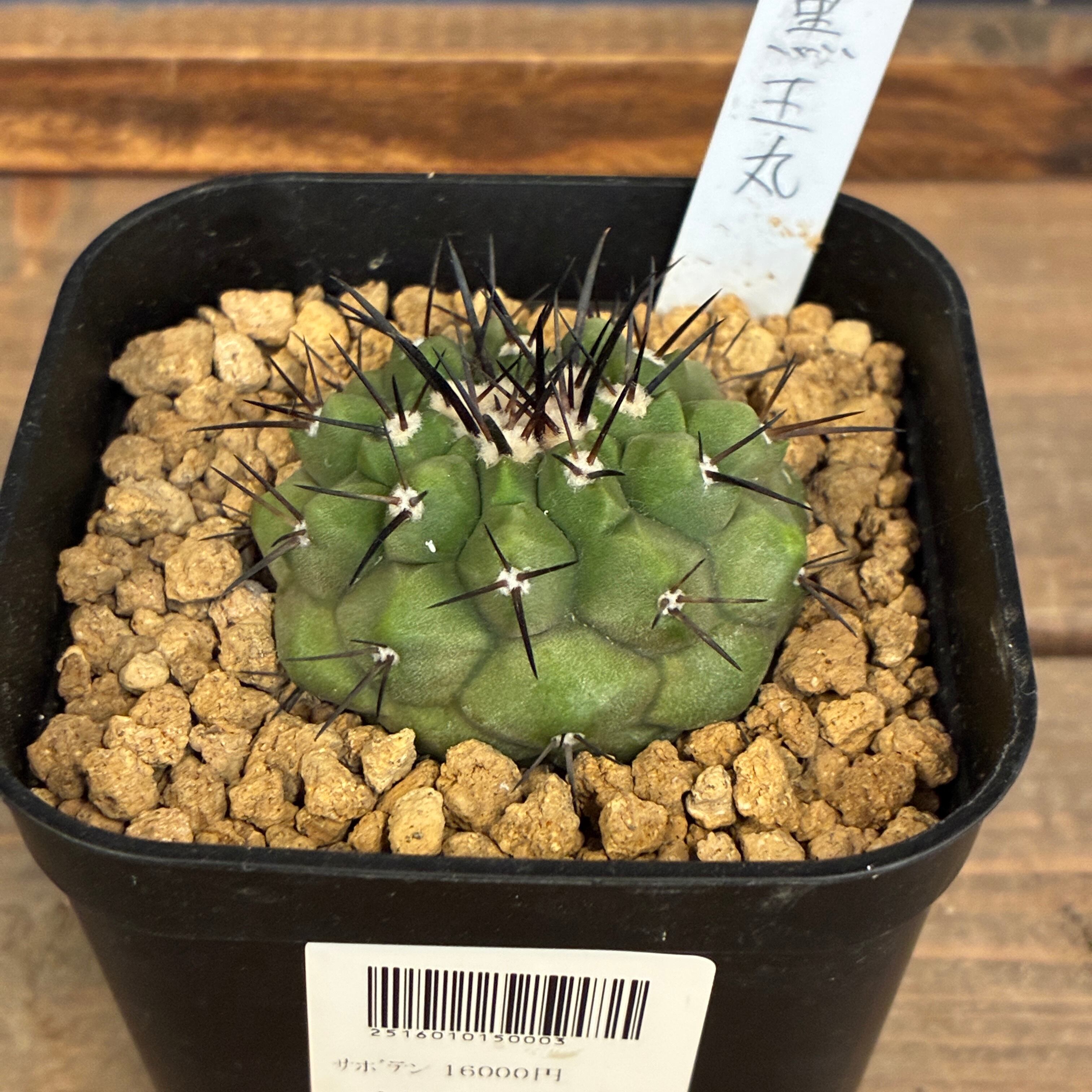 クリアランス】【Copiapoa】サボテン コピアポア 黒王丸実生【790