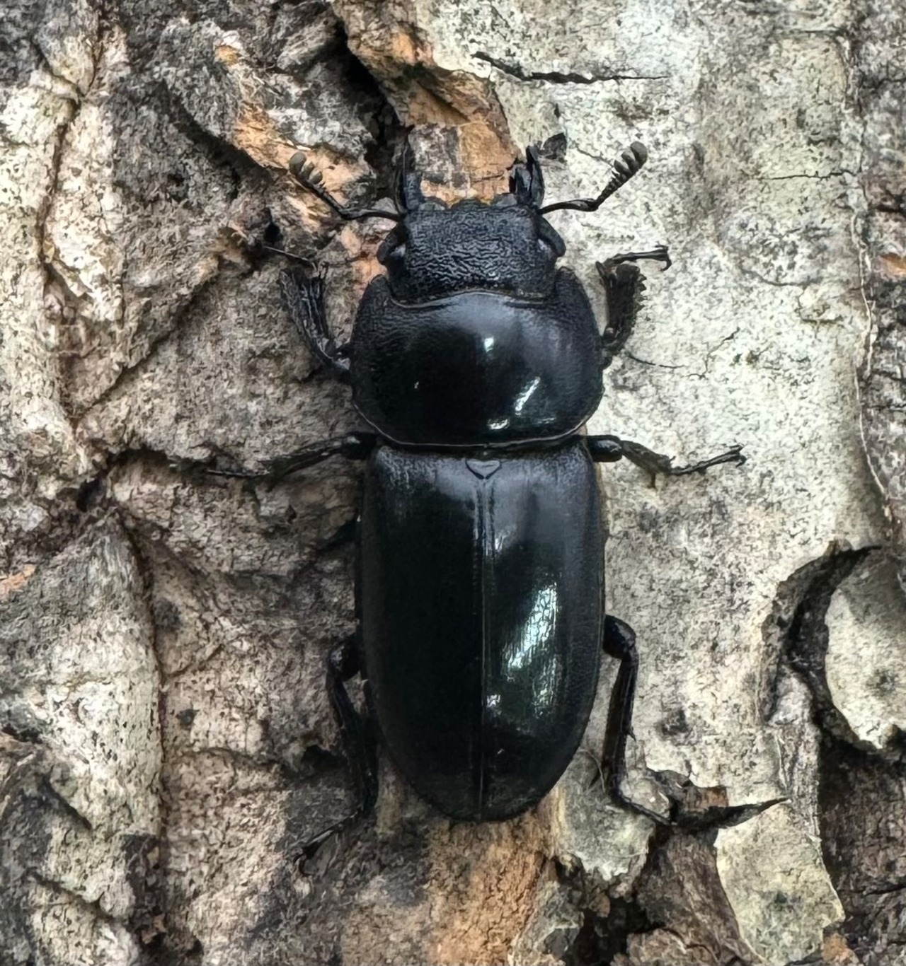 【WD】《グラキリスノコギリヒラタクワガタ 47.5mm ペア》