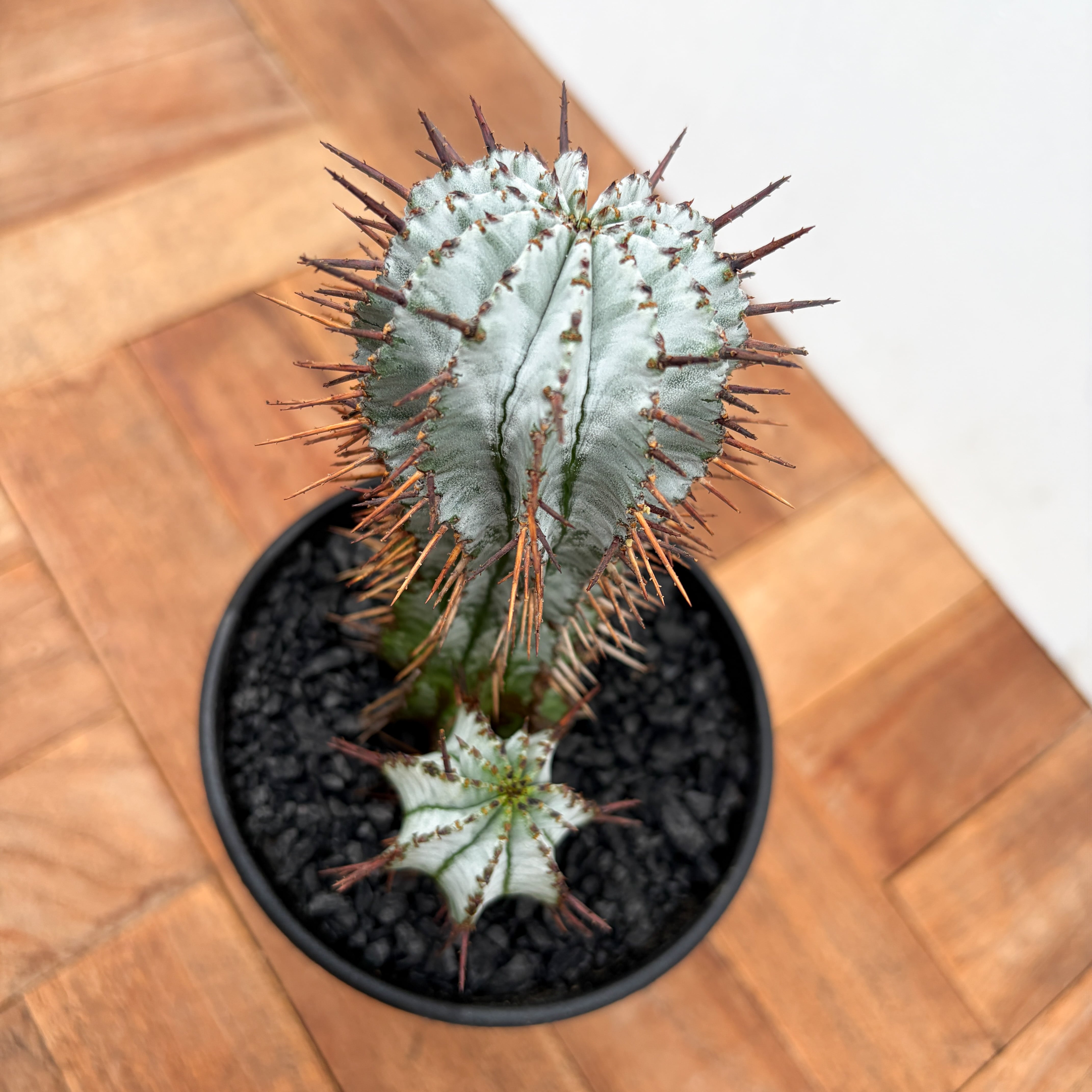 Euphorbia horrida var. striata 【ユーフォルビア・ストリアータ