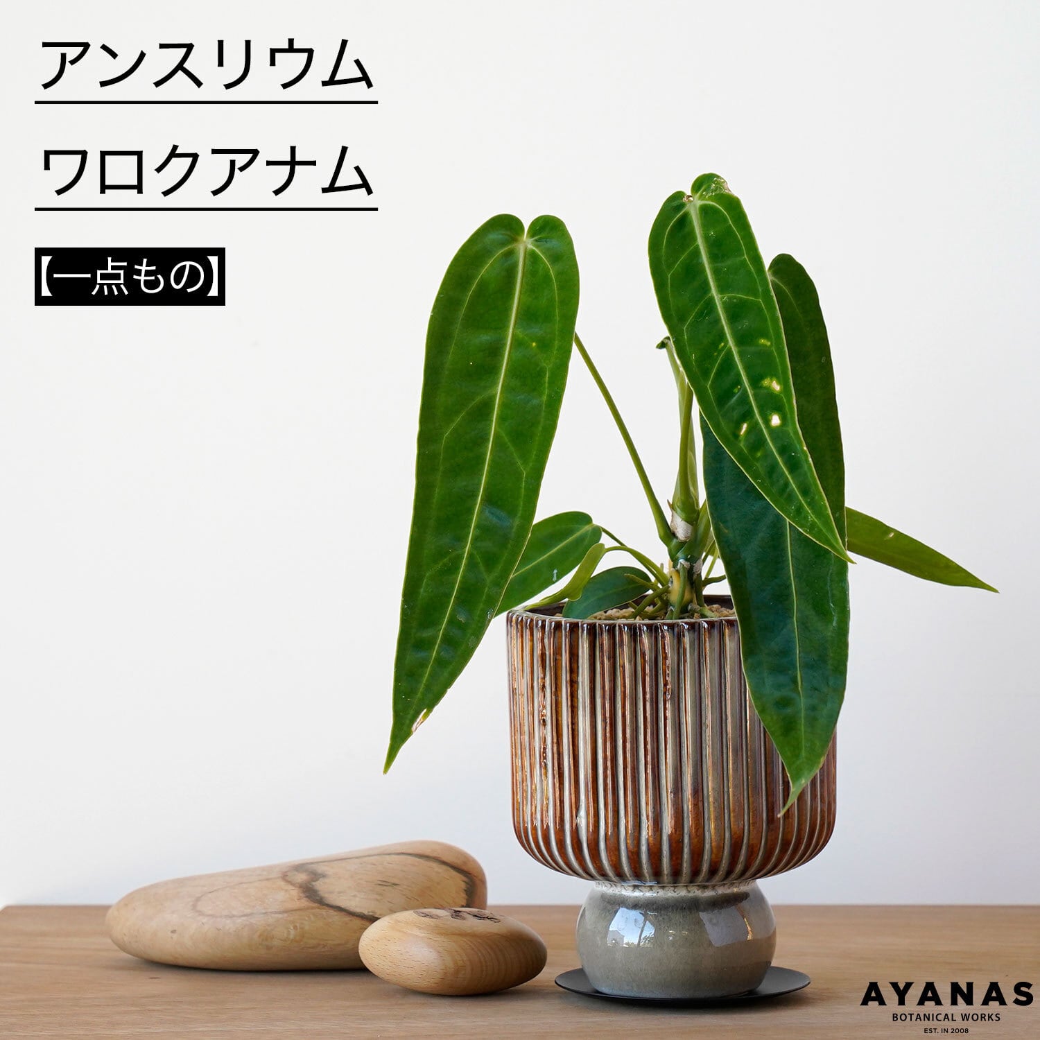 アンスリウム ワロクアナム 原種アンスリウム ワロクアナム ダーク