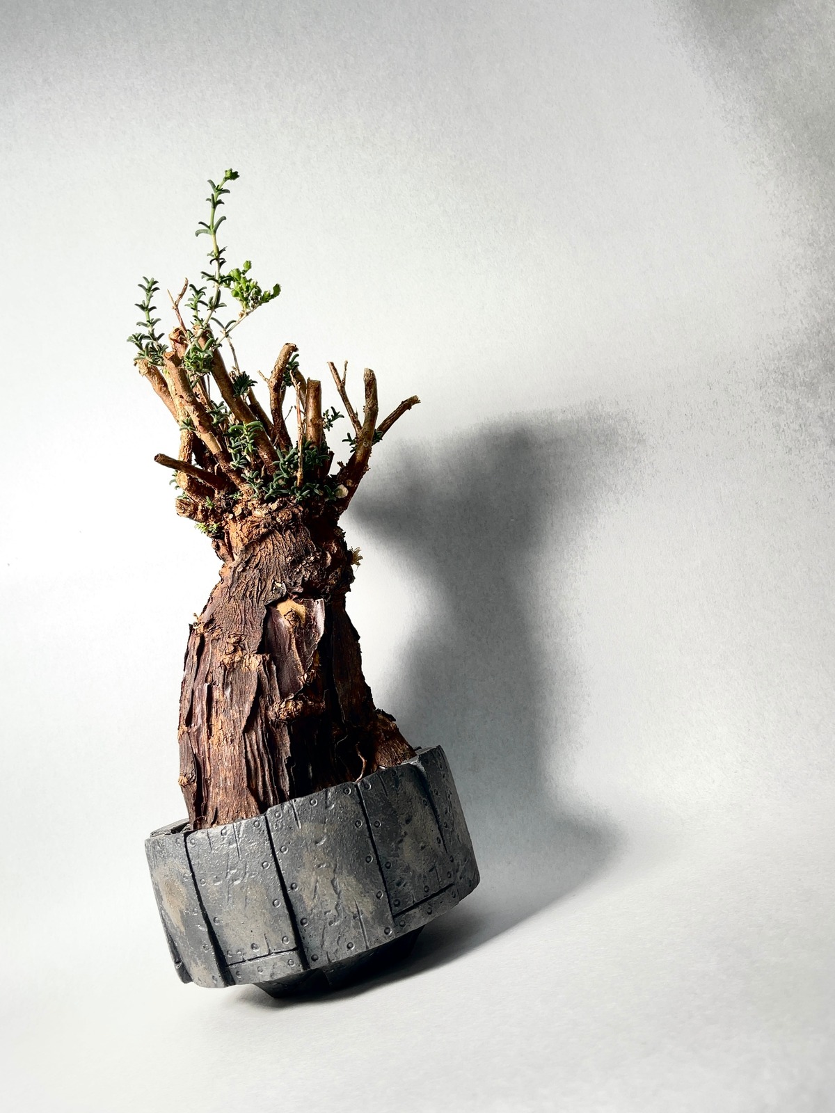 超絶ウルトラレア】メストクレマ・アルボリフォルメ 発根株 塊根植物  