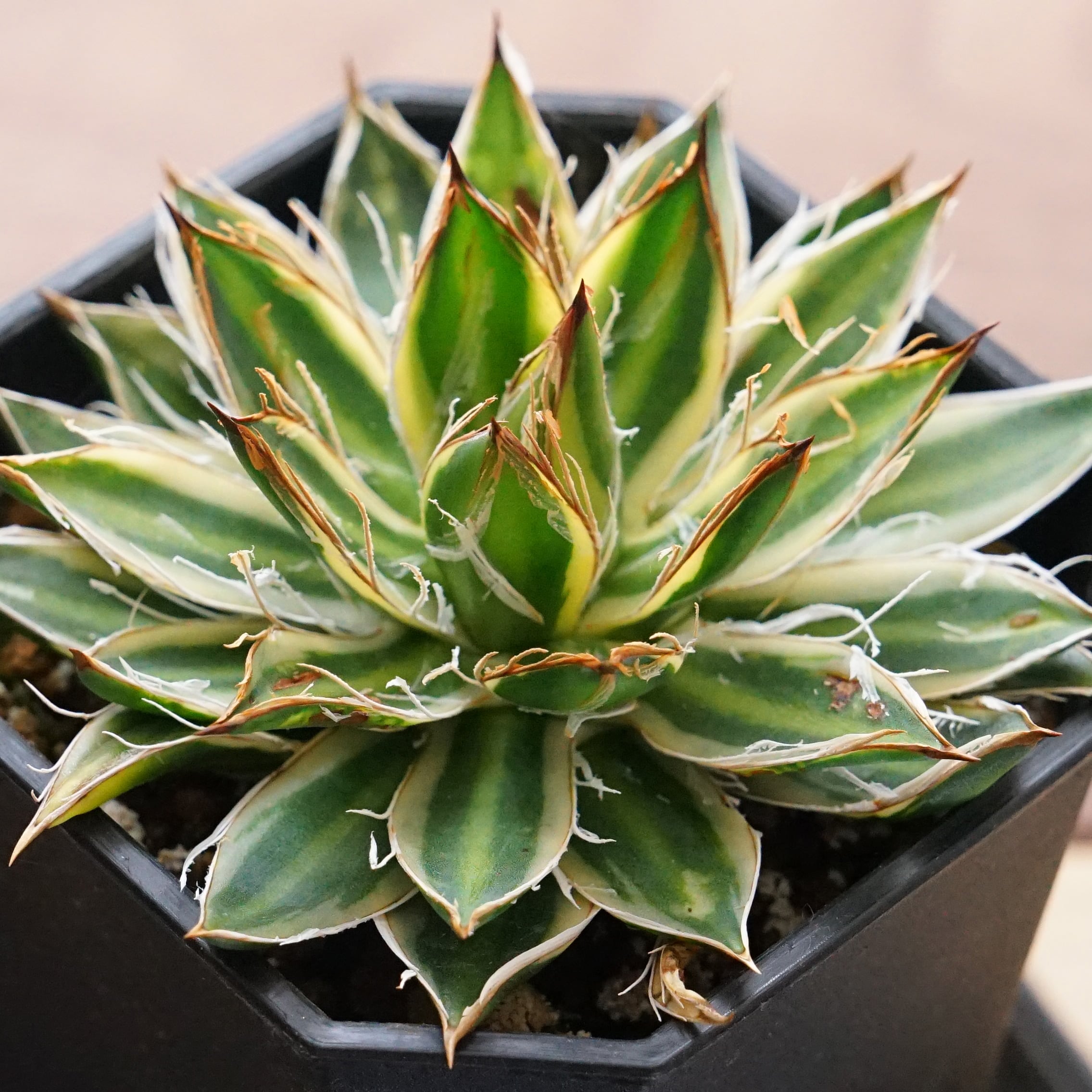 アガベ シャウィー【US輸入株】【抜き苗発送】 おさまり 